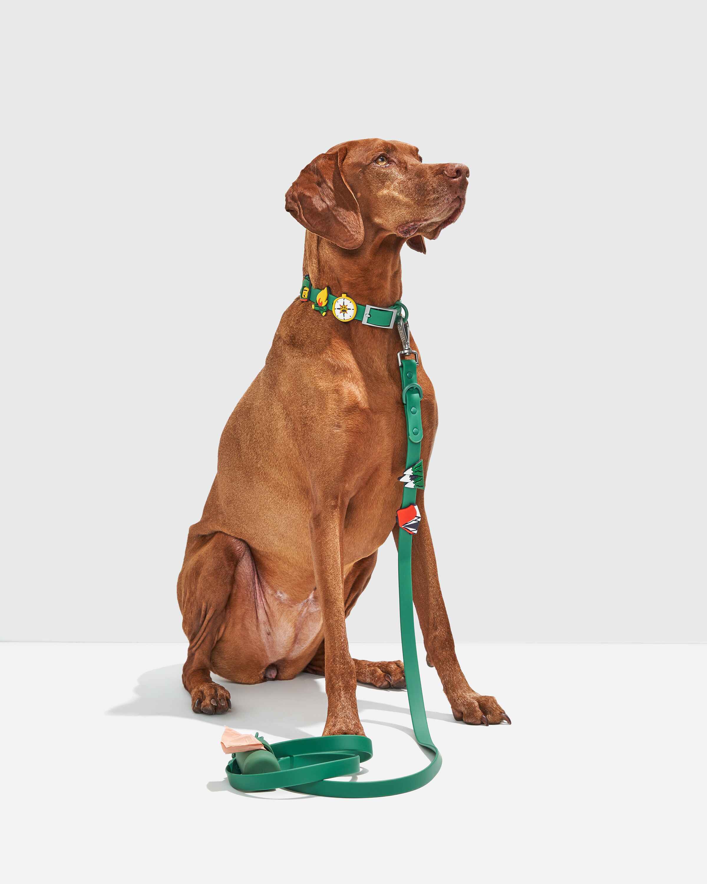 Dog fashion accessories afterpay