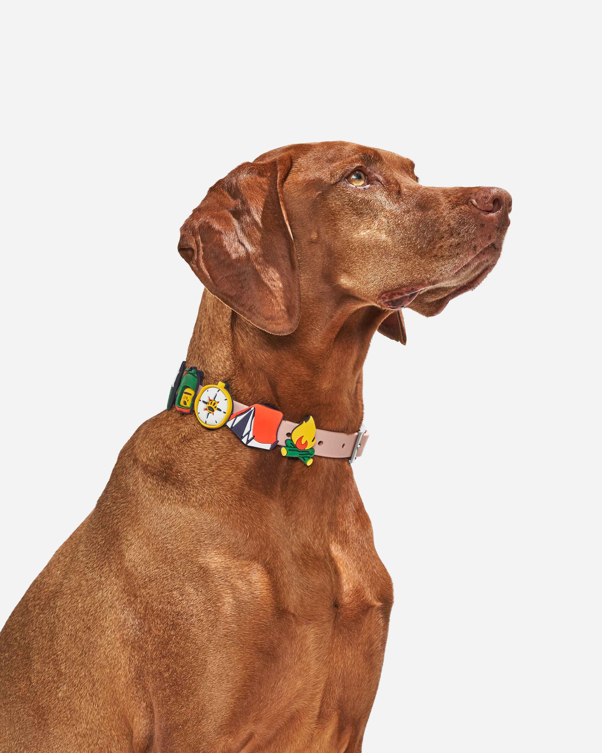 Wild One Groovy Leash and Collar Character Flair 5 Pack