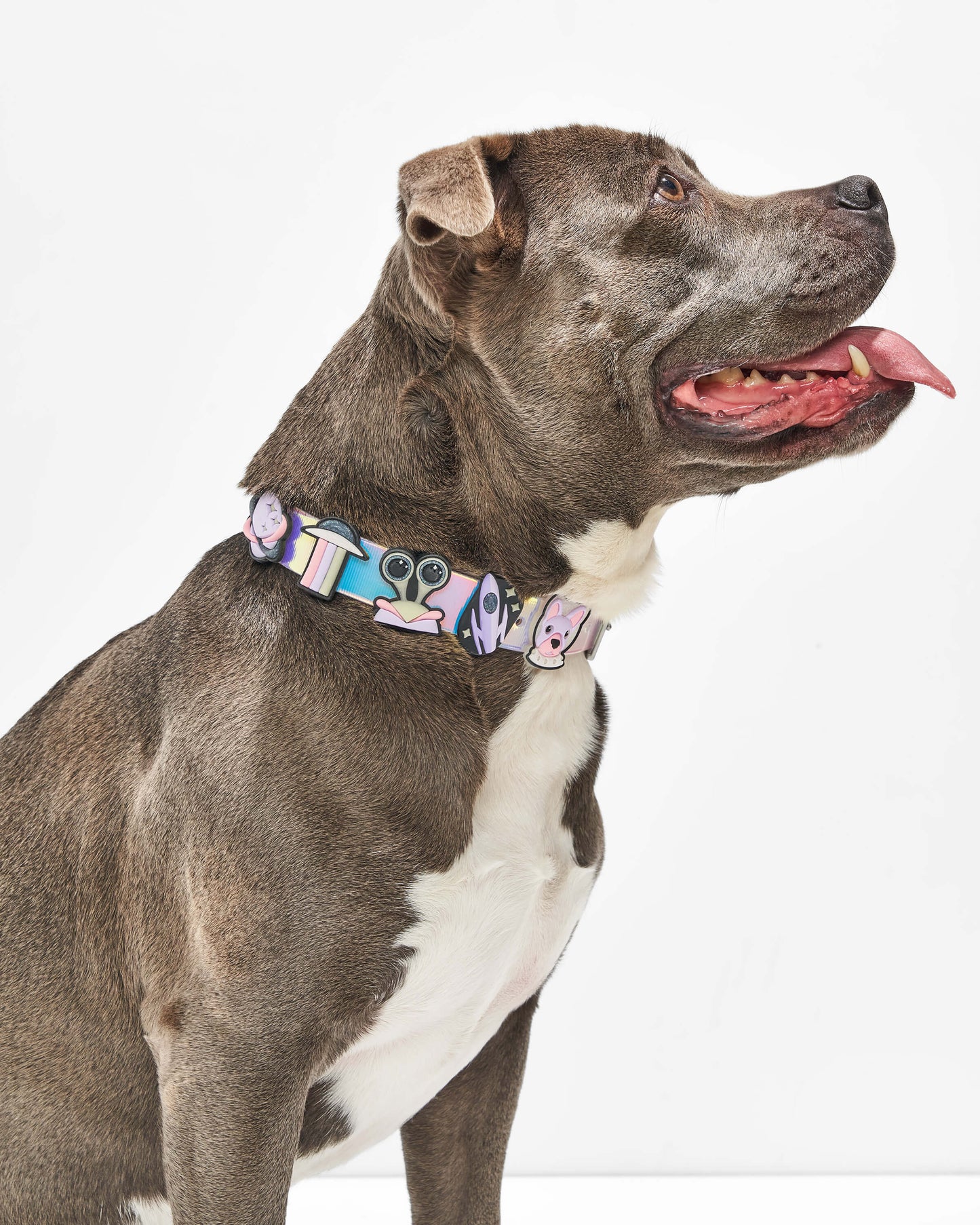 Space | Pair With S-XL Collar, Standard Leash, and XS-S Harness