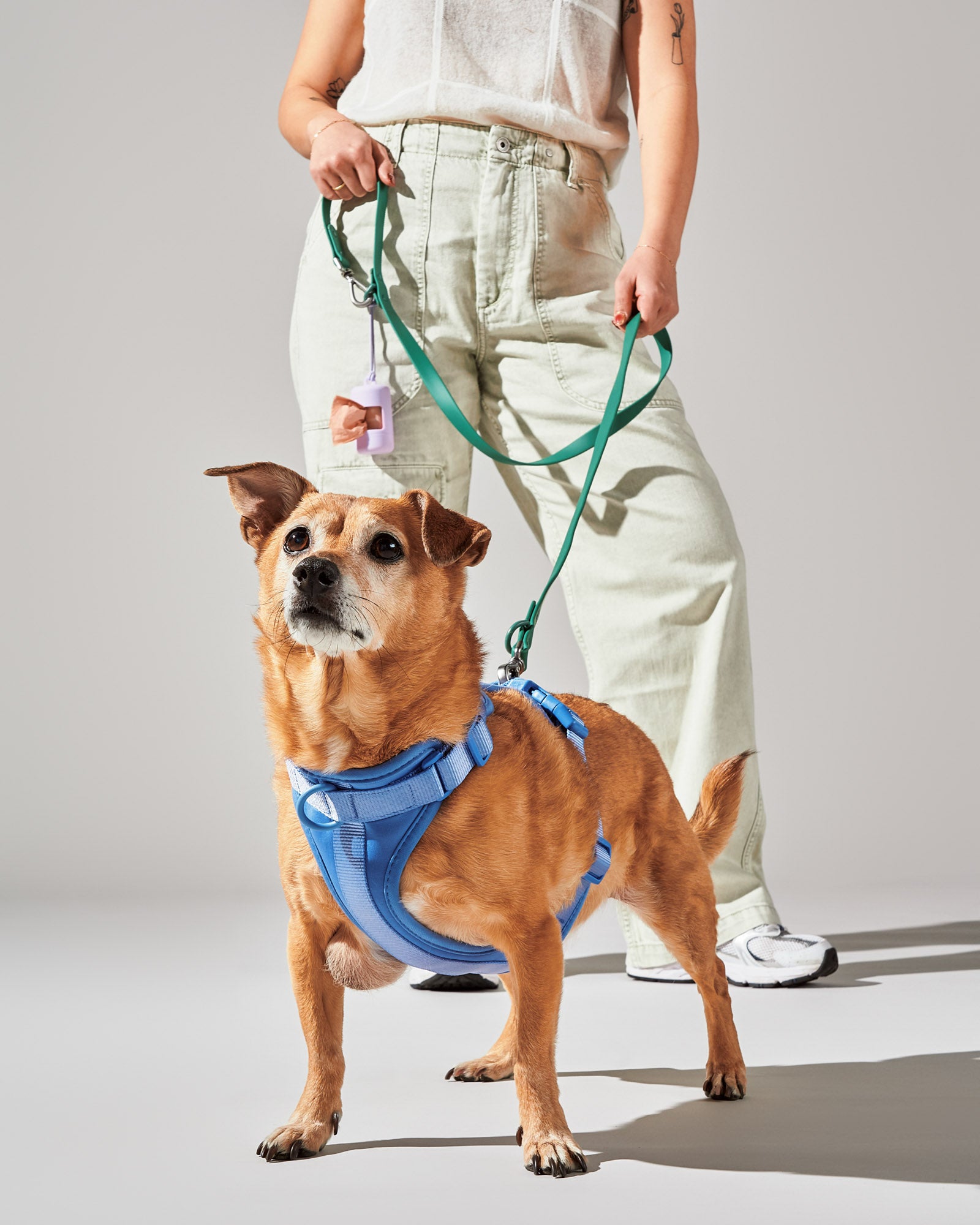 Moonstone | Willy, Mix, 24 lbs, Wearing M Harness