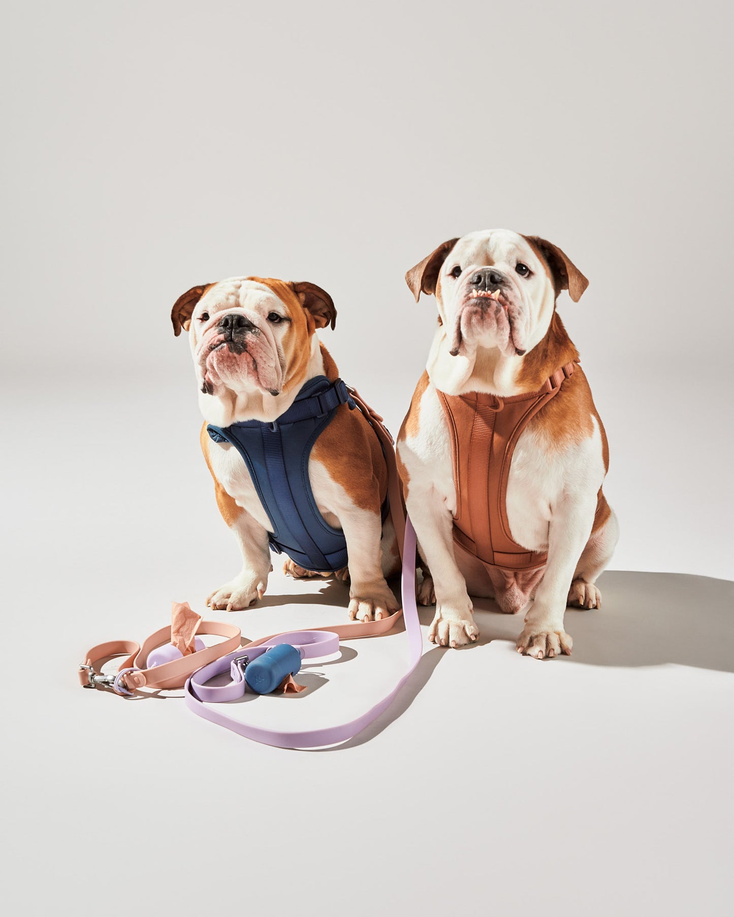 Navy | Cashew (left), English Bulldog, 30 lbs, Wearing M Harness