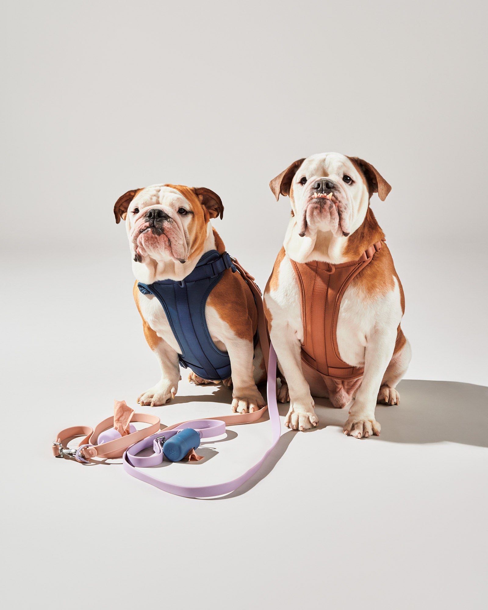 Navy | Cashew (left), English Bulldog, 30 lbs, Wearing M Harness