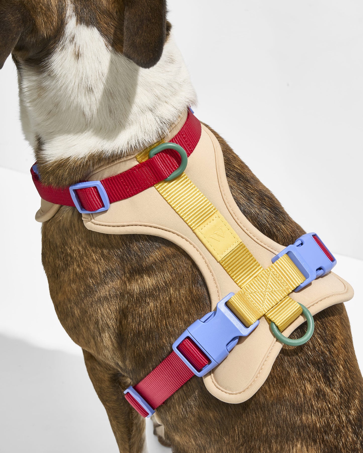 Cushioned Harness + Lightweight Leash Walk Kit