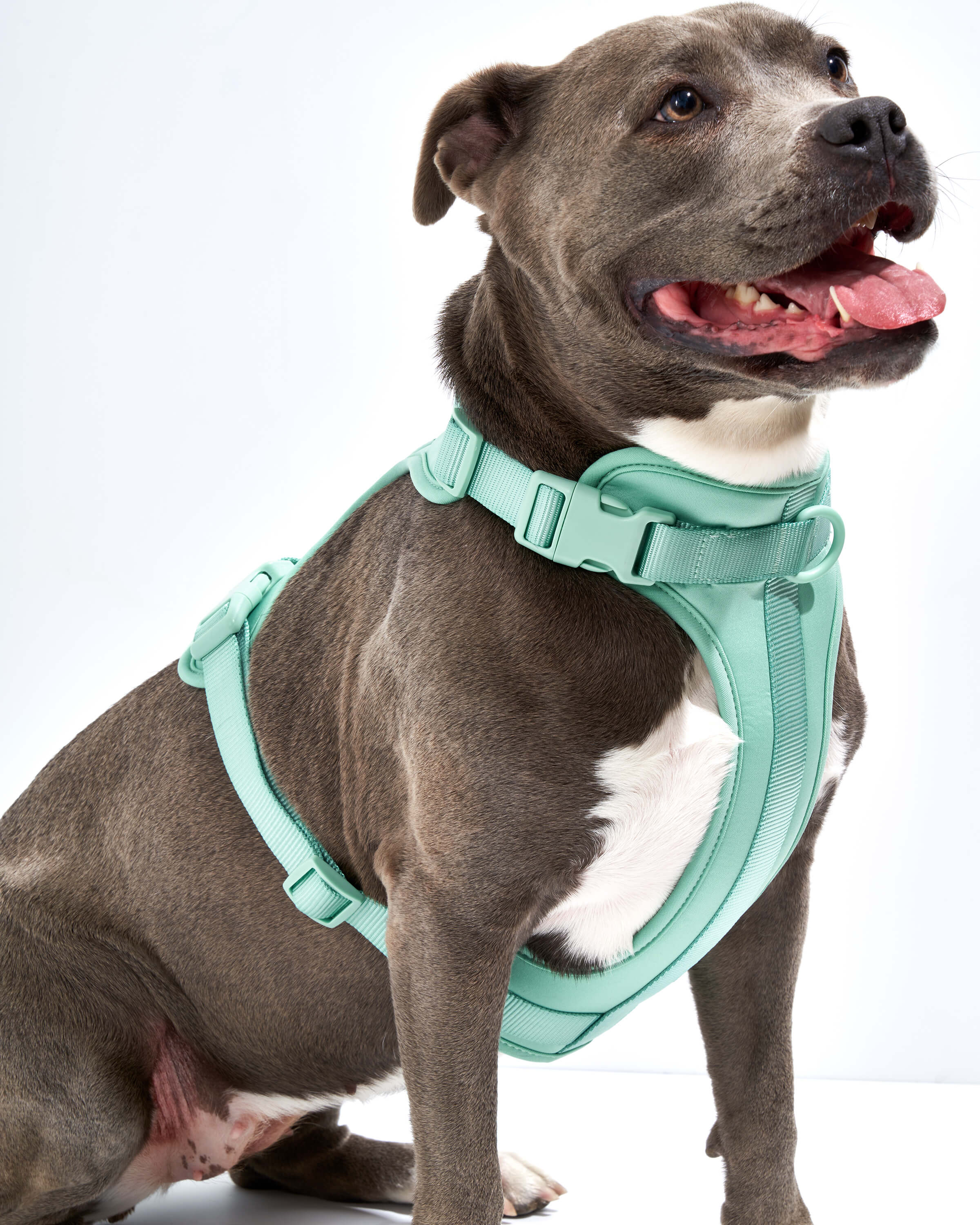 Wild one harness review sale