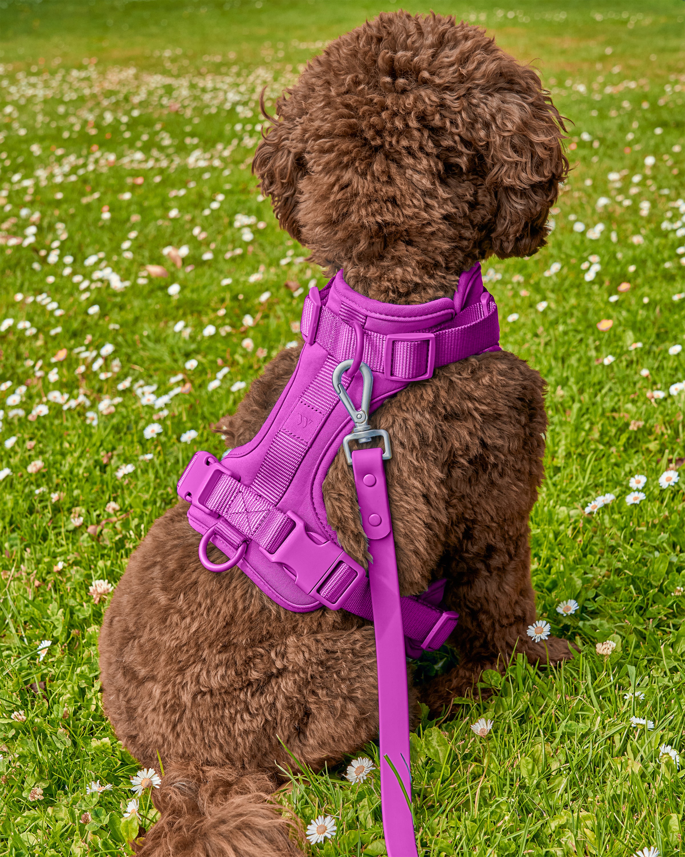 Purple Puppy dog toy with walking leash!
