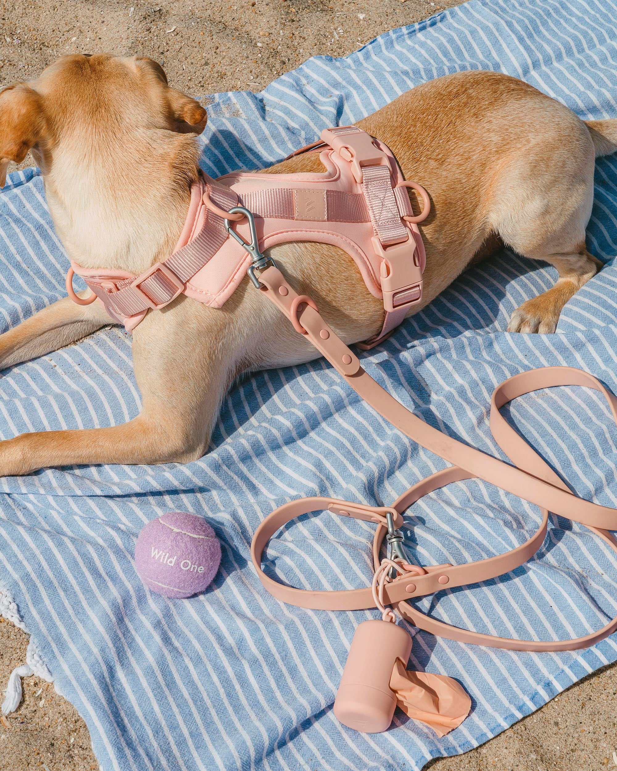 Matching collar leash and harness best sale