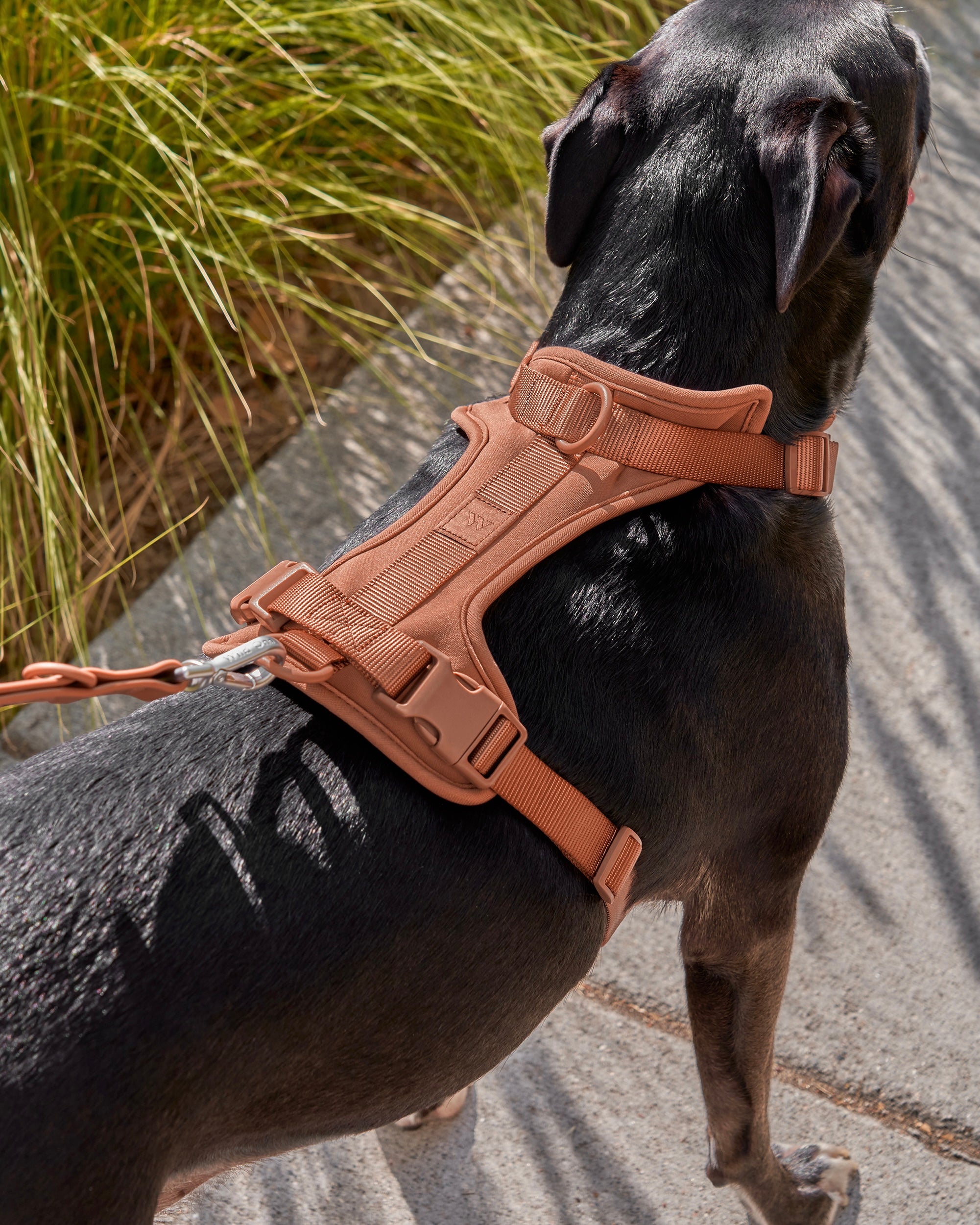 Harness Walk Kit Dog Harness Leash Set Wild One