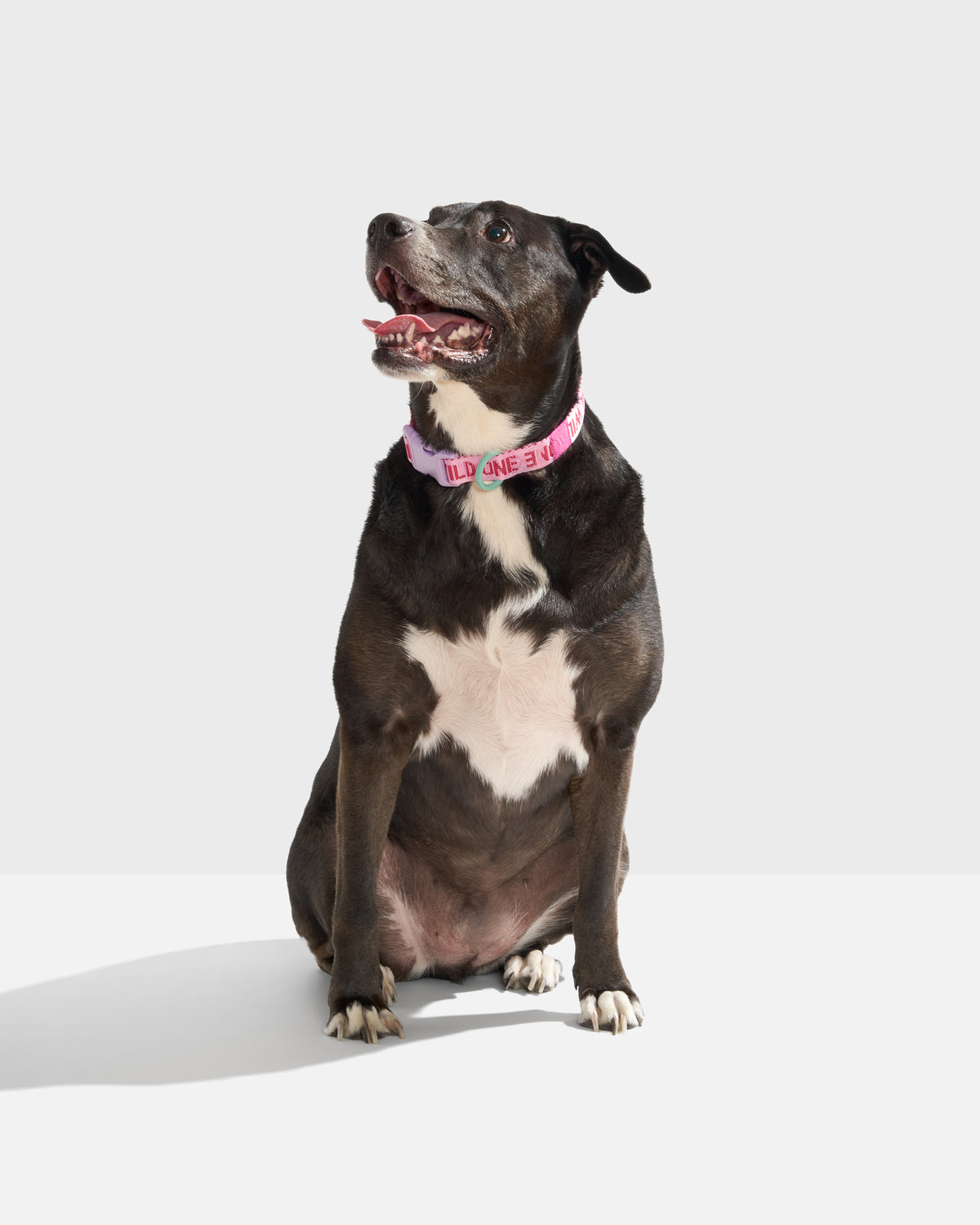Quick-Release Dog Collar