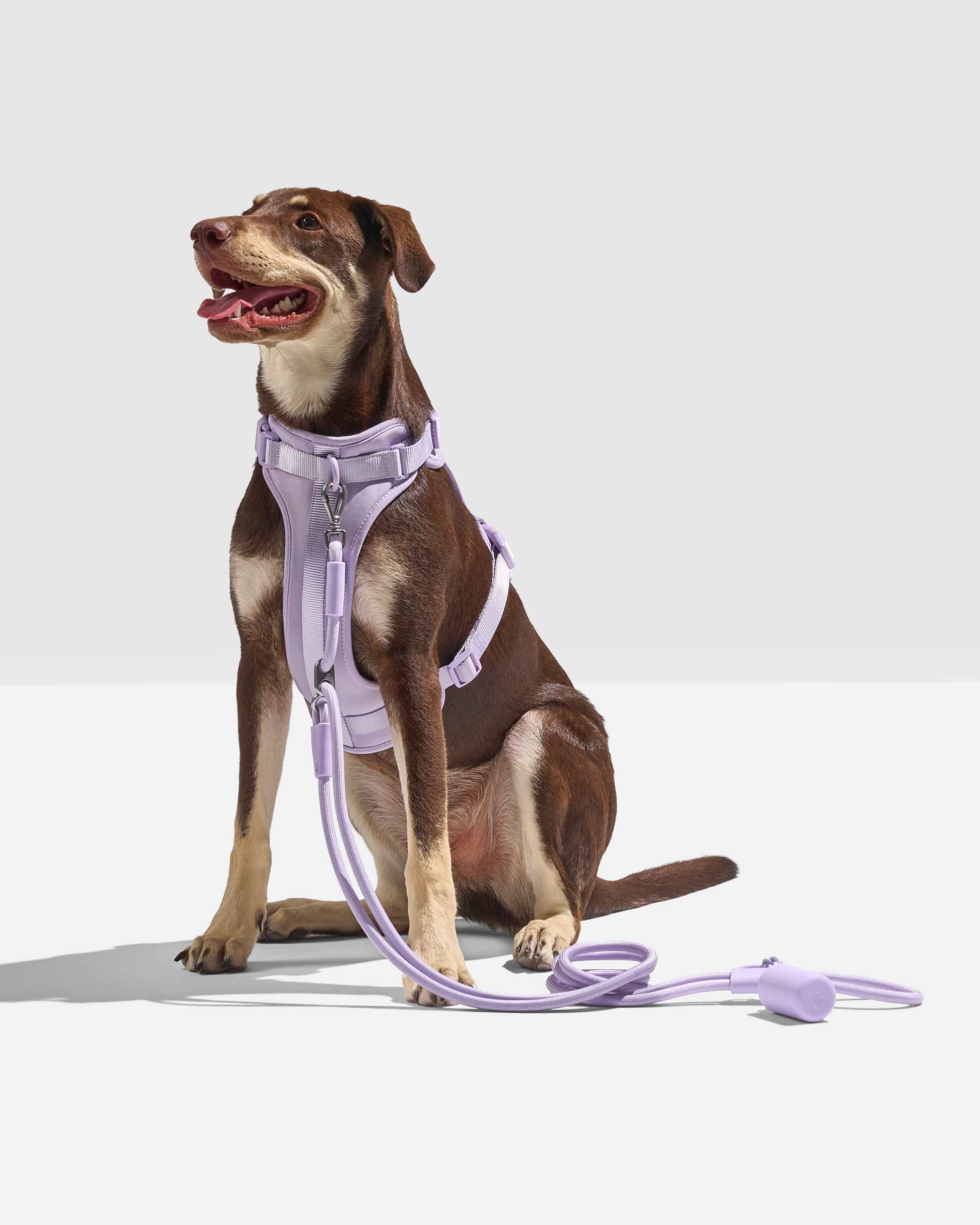 Hands Free Rope Leash Wild One Hands Free Rope Leash Wild One