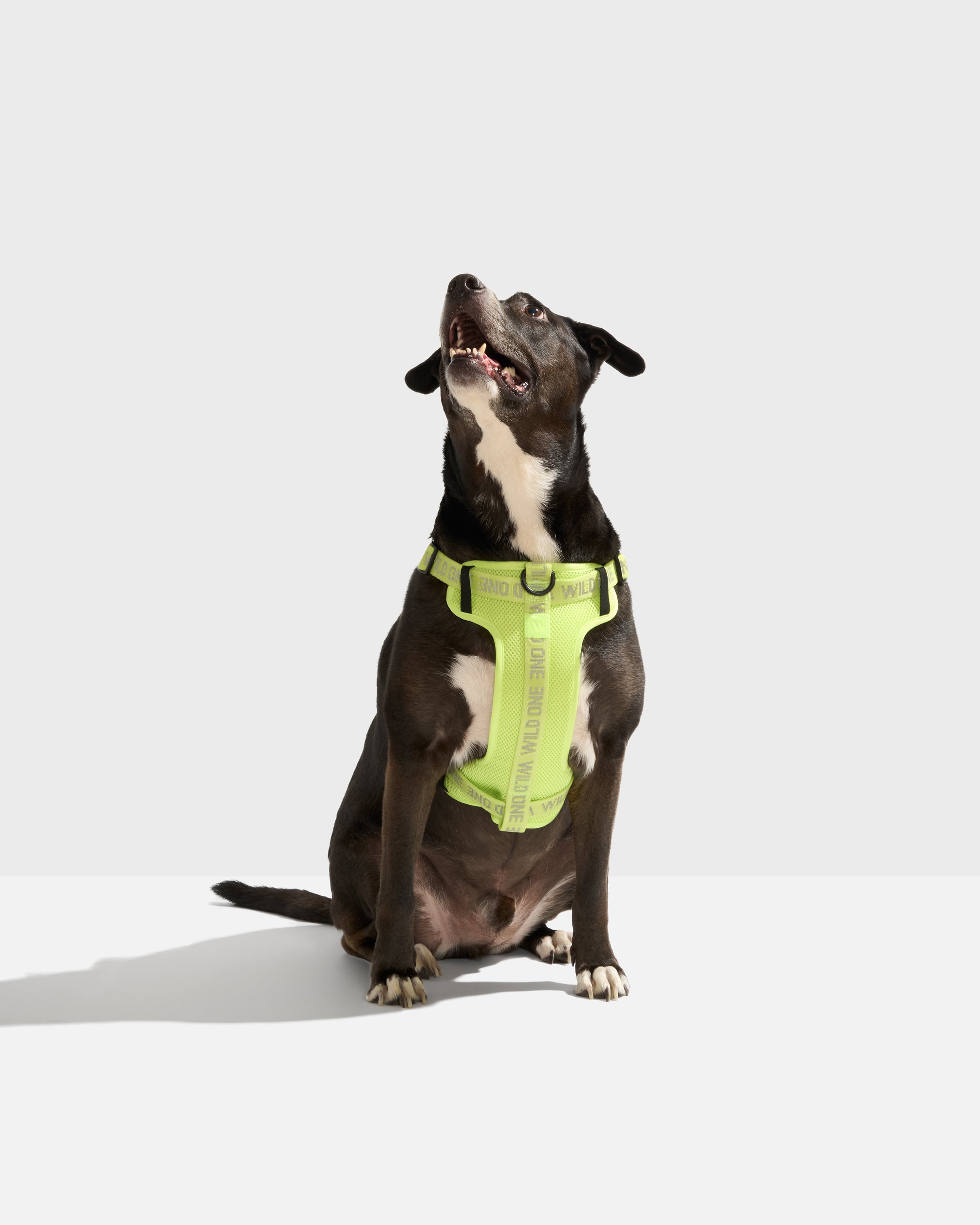 Step-In Dog Harness | Wild One