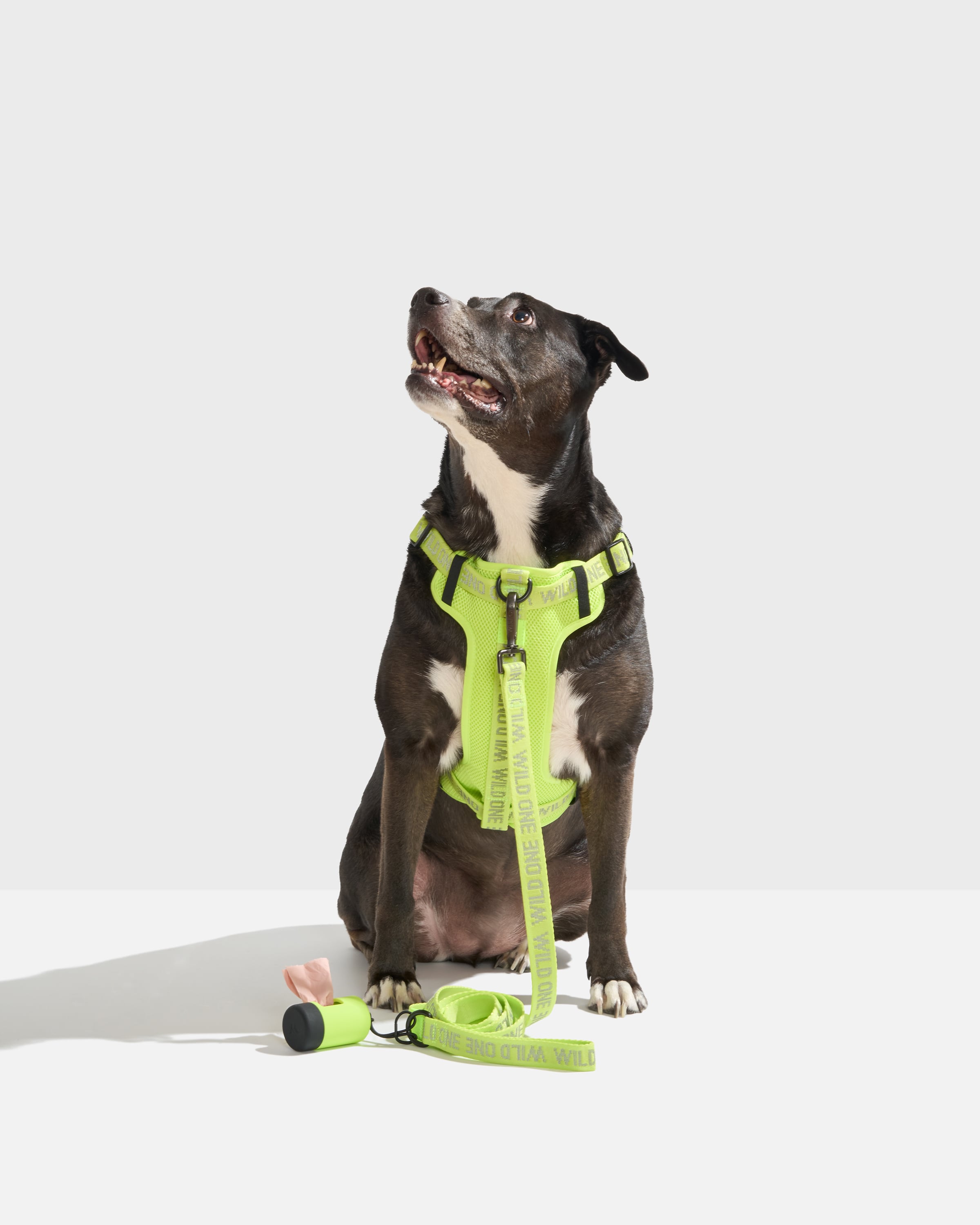 Wild One ドッグハーネス(M)&リード セット Wild One ドッグハーネス(M)&リード セット ドッグ ハーネス（XS