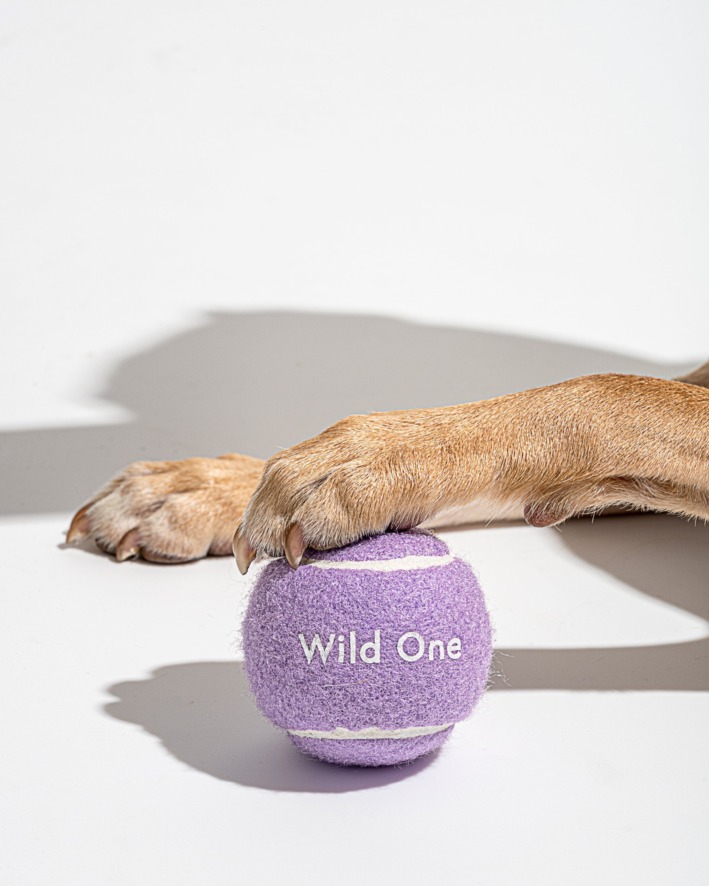 Tennis Balls for Dogs Wild One