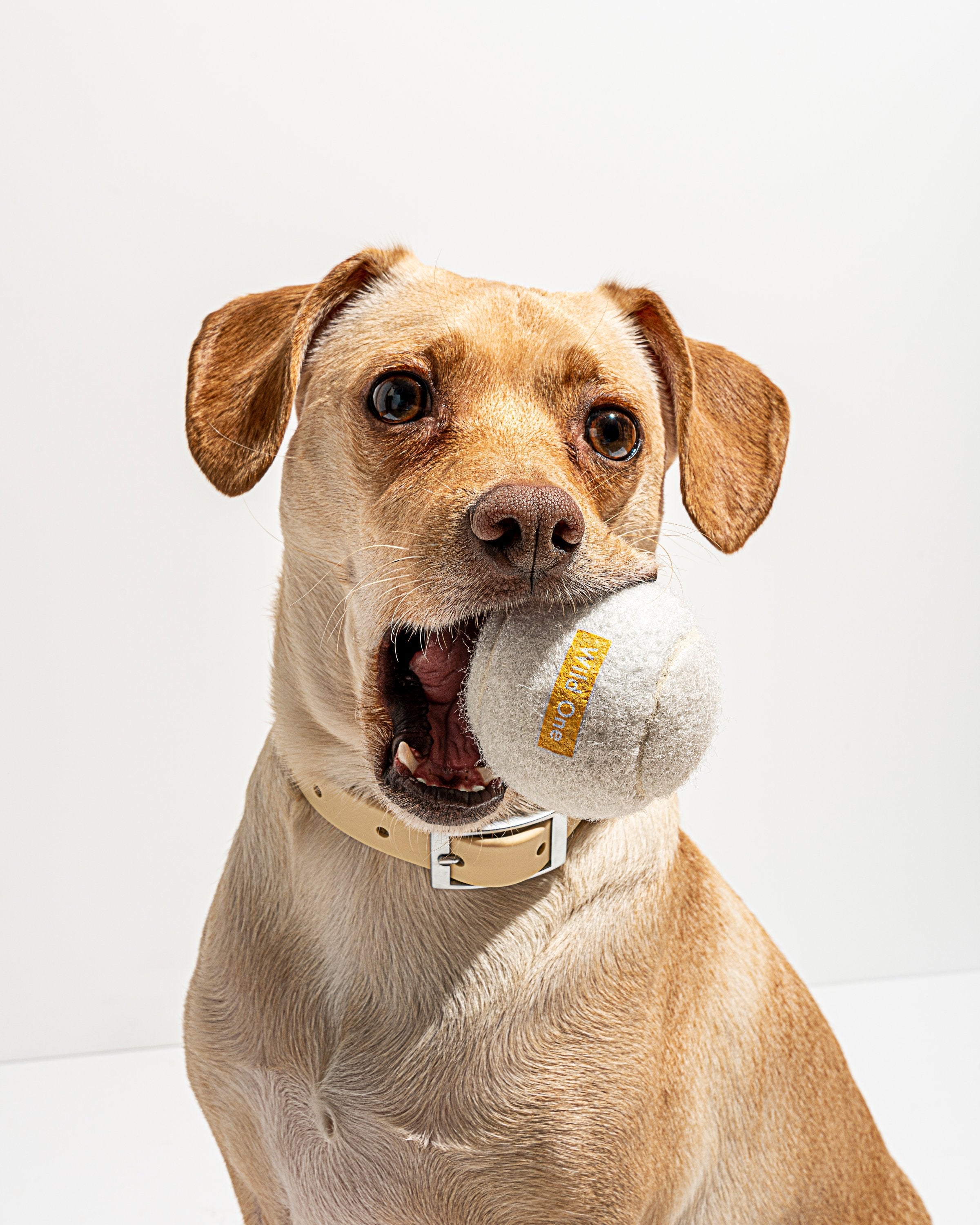 Tennis Balls for Dogs Wild One