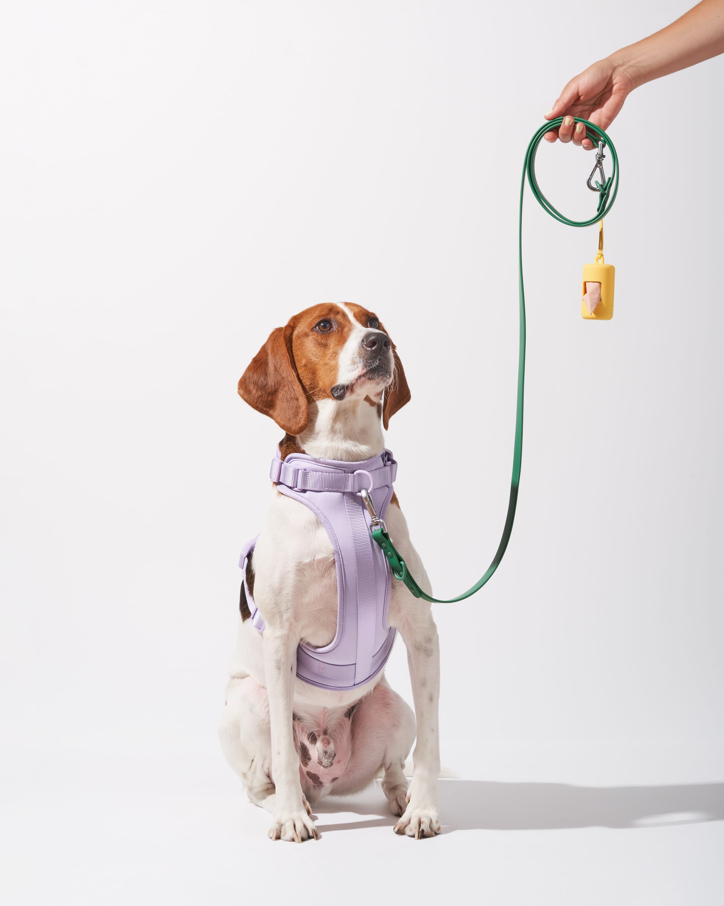 Cushioned Harness + Waterproof Leash Dog Walk Kit – Wild One