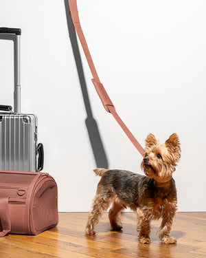 Away Pet Carrier Review: Best Dog Carrier for the Airplane? - American  Travel Blogger