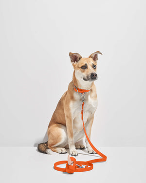 Dog, New Beautiful Lv Dog Harness With Leash Set