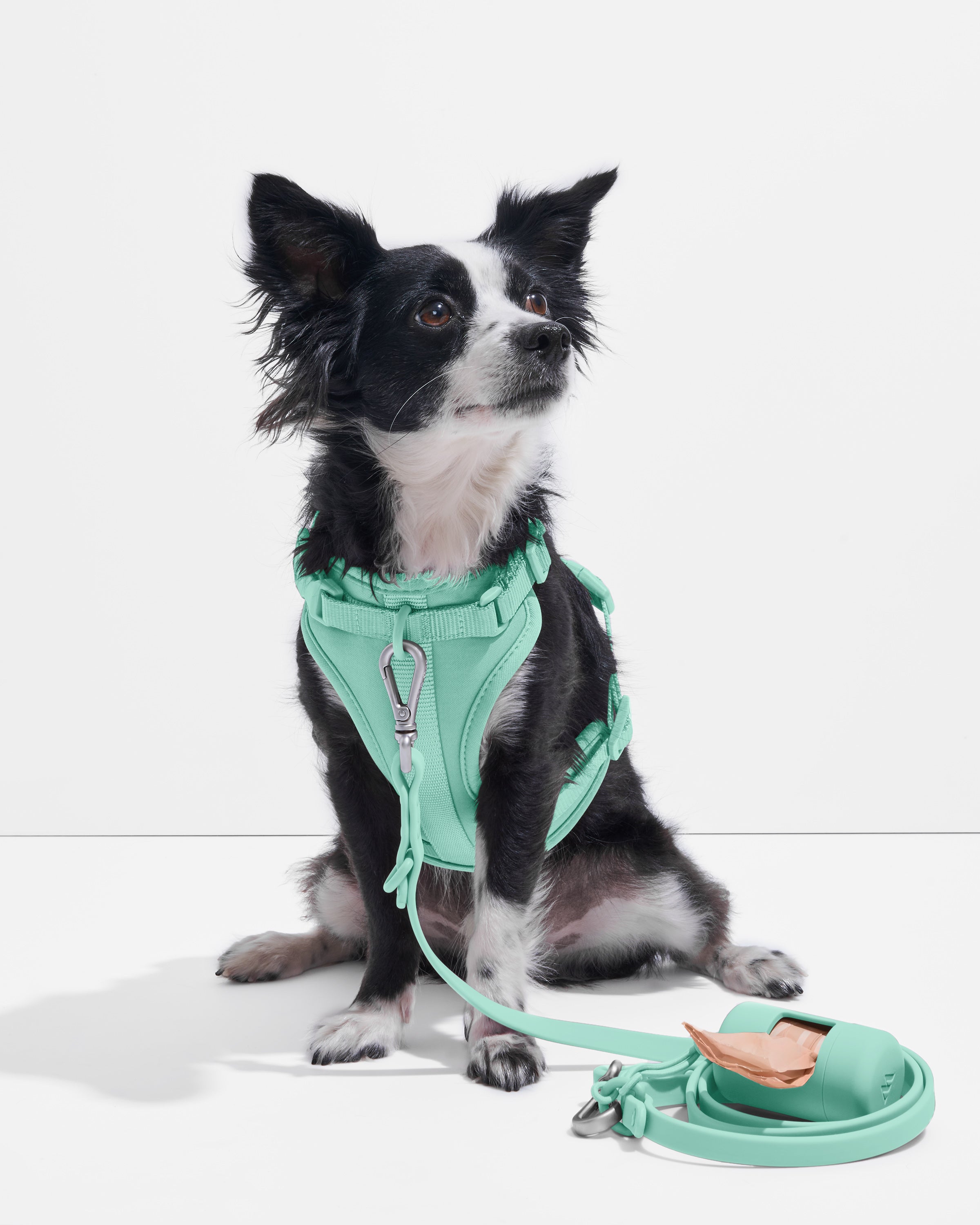 Cheap dog harness near me best sale