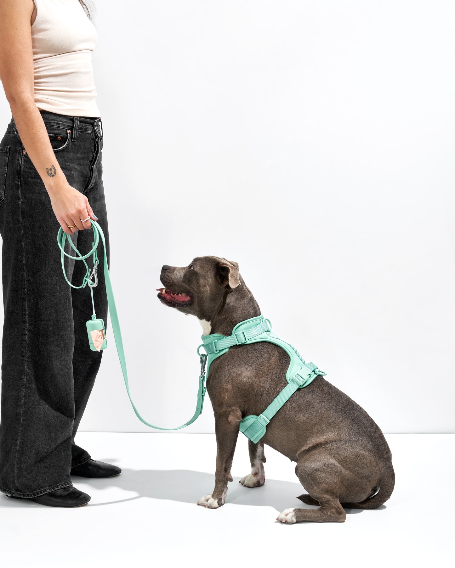 Seafoam | Maui, Pit Mix, Wearing L Harness
