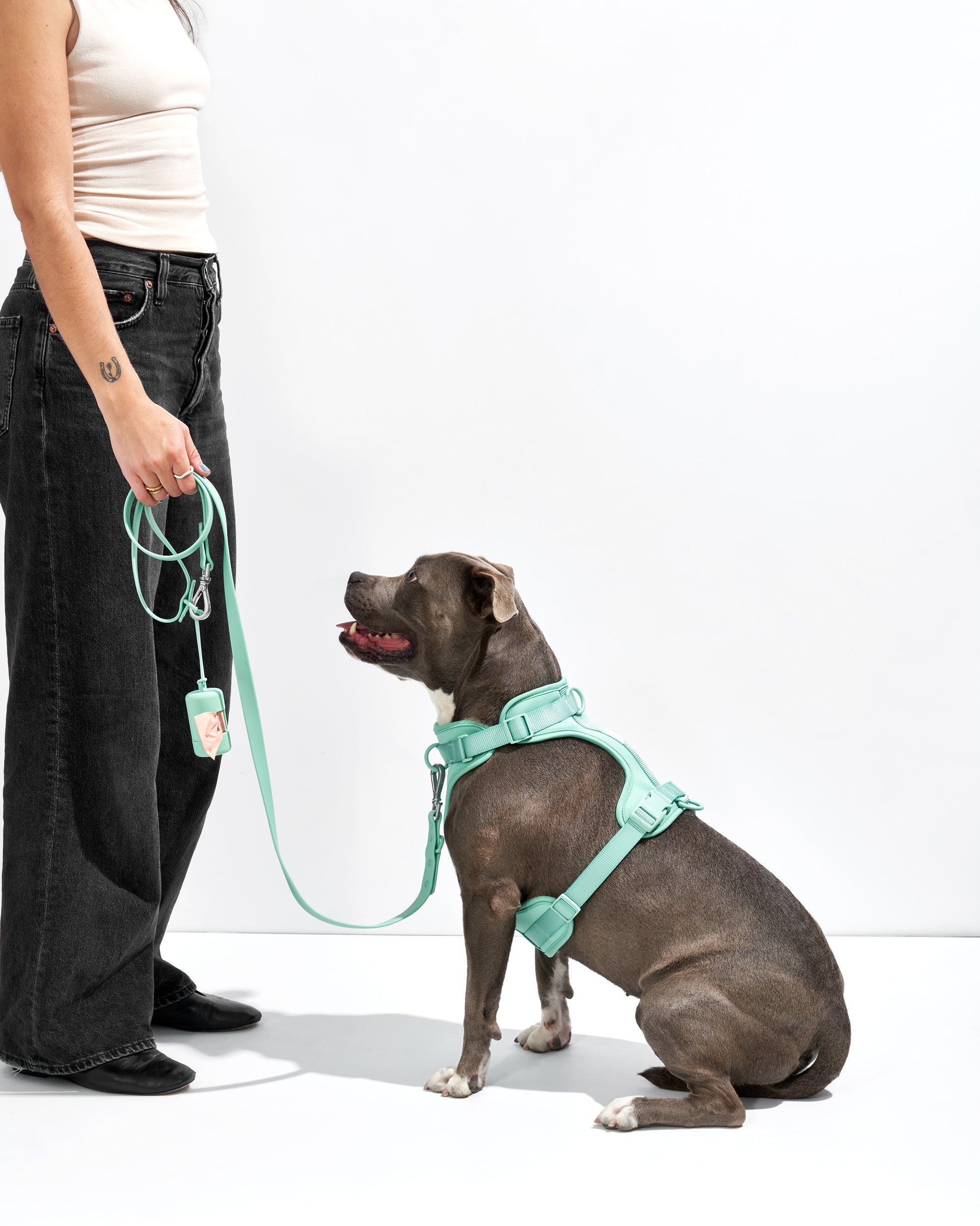 Seafoam | Maui, Pit Mix, Wearing L Harness