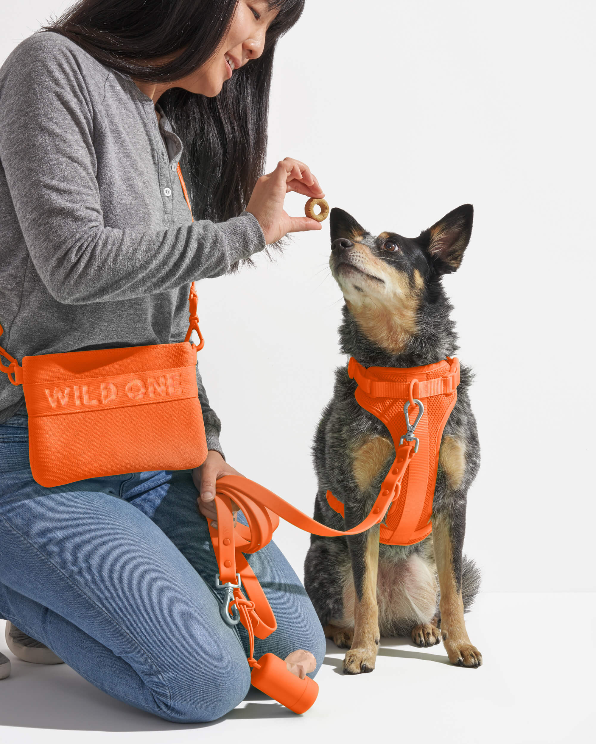 Dog Harness Walk Kit With Treat Pouch Wild One