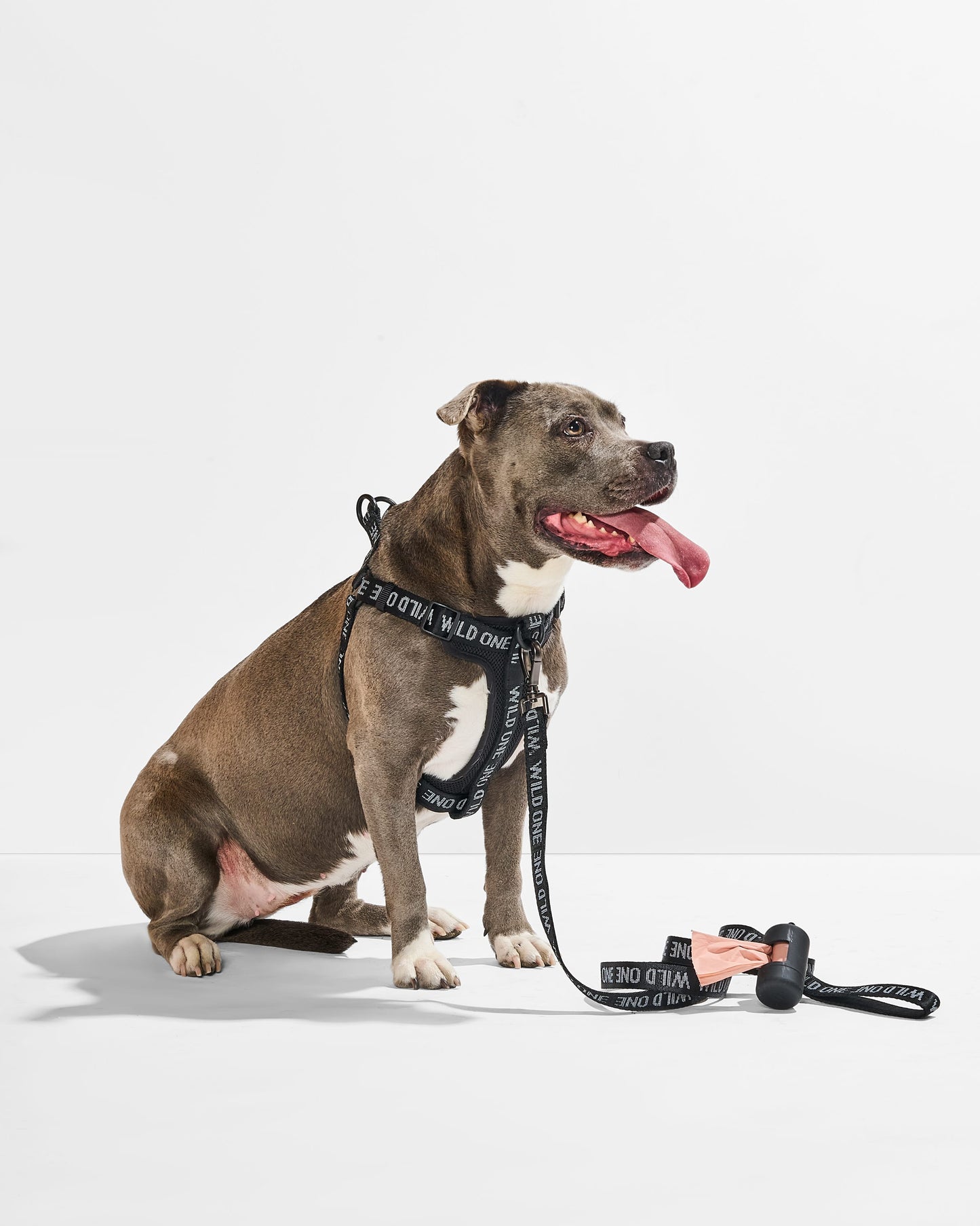 Step-In Harness + Lightweight Leash Walk Kit