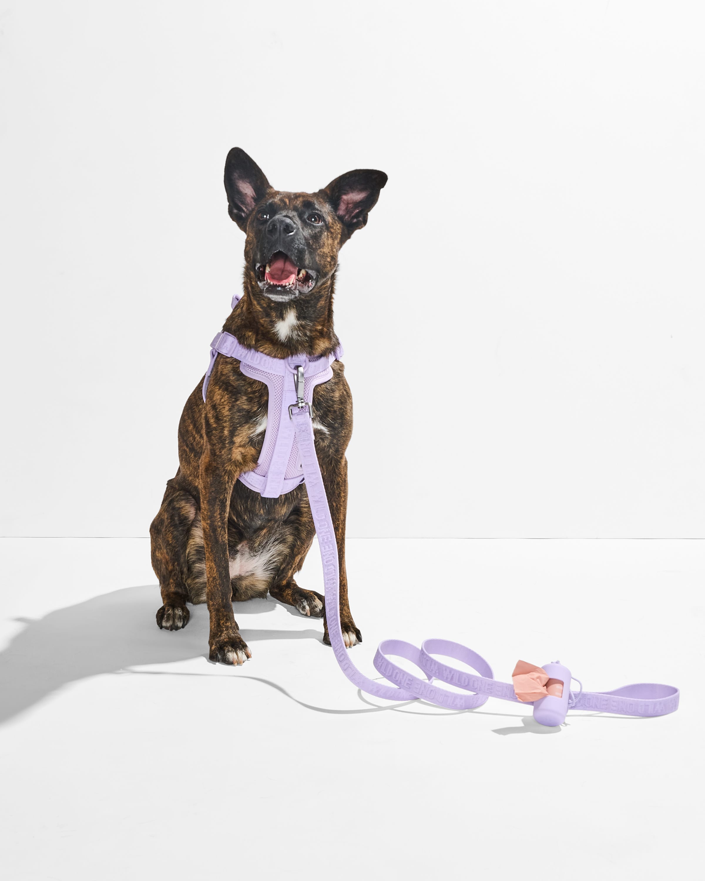 Step-In Harness + Lightweight Leash Dog Walk Kit – Wild One