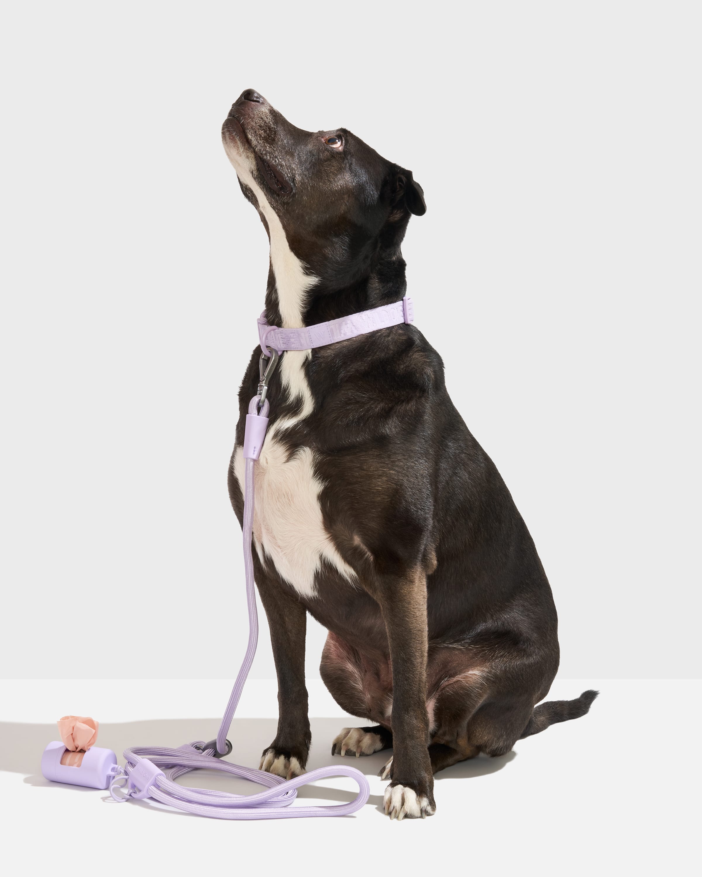 Quick-Release Collar + Hands-Free Rope Leash Dog Walk Kit – Wild One