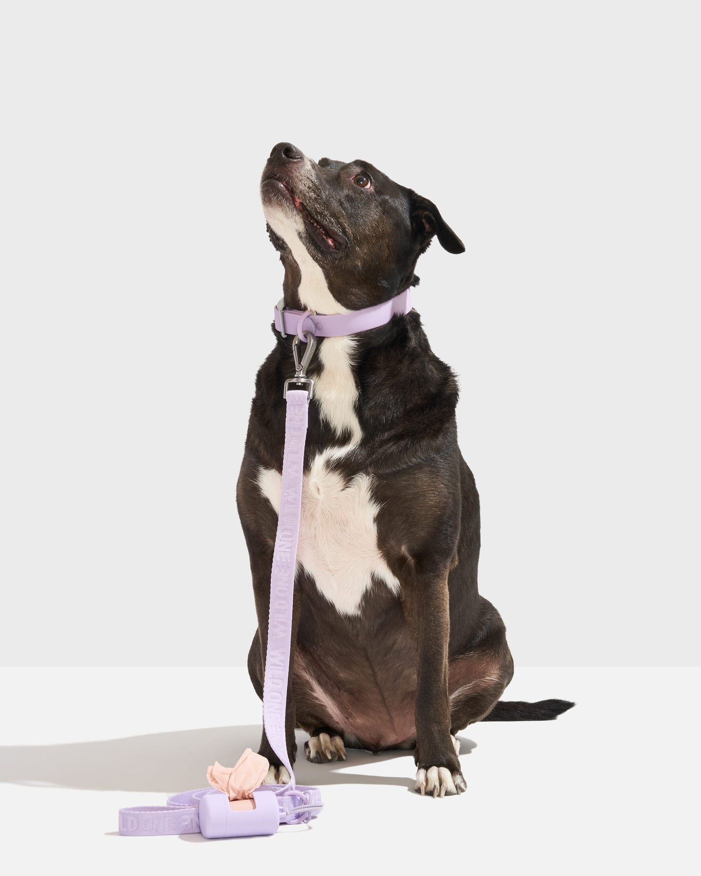 Quick-Release Collar + Lightweight Leash Walk Kit