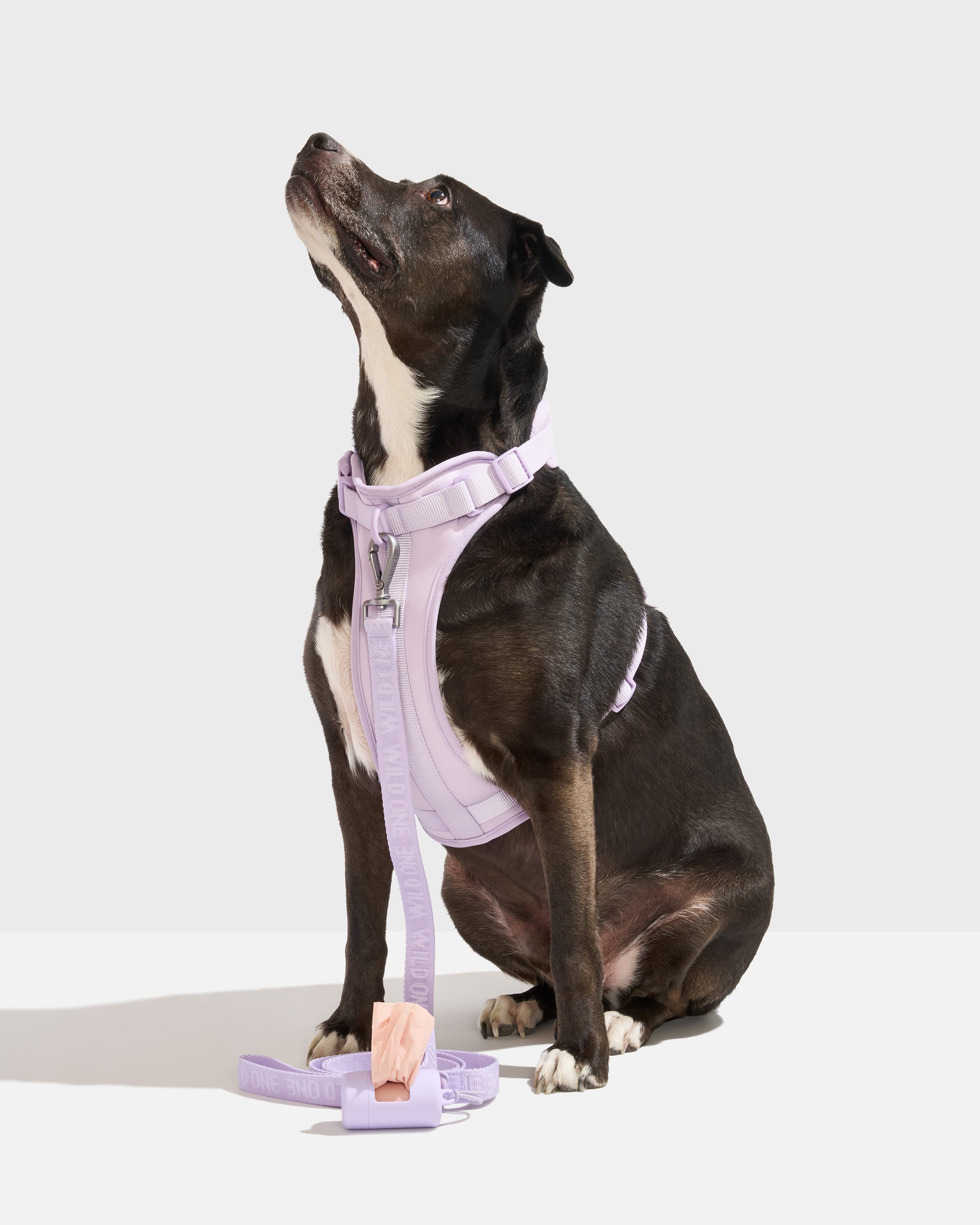 Cushioned Harness + Lightweight Leash Dog Walk Kit – Wild One