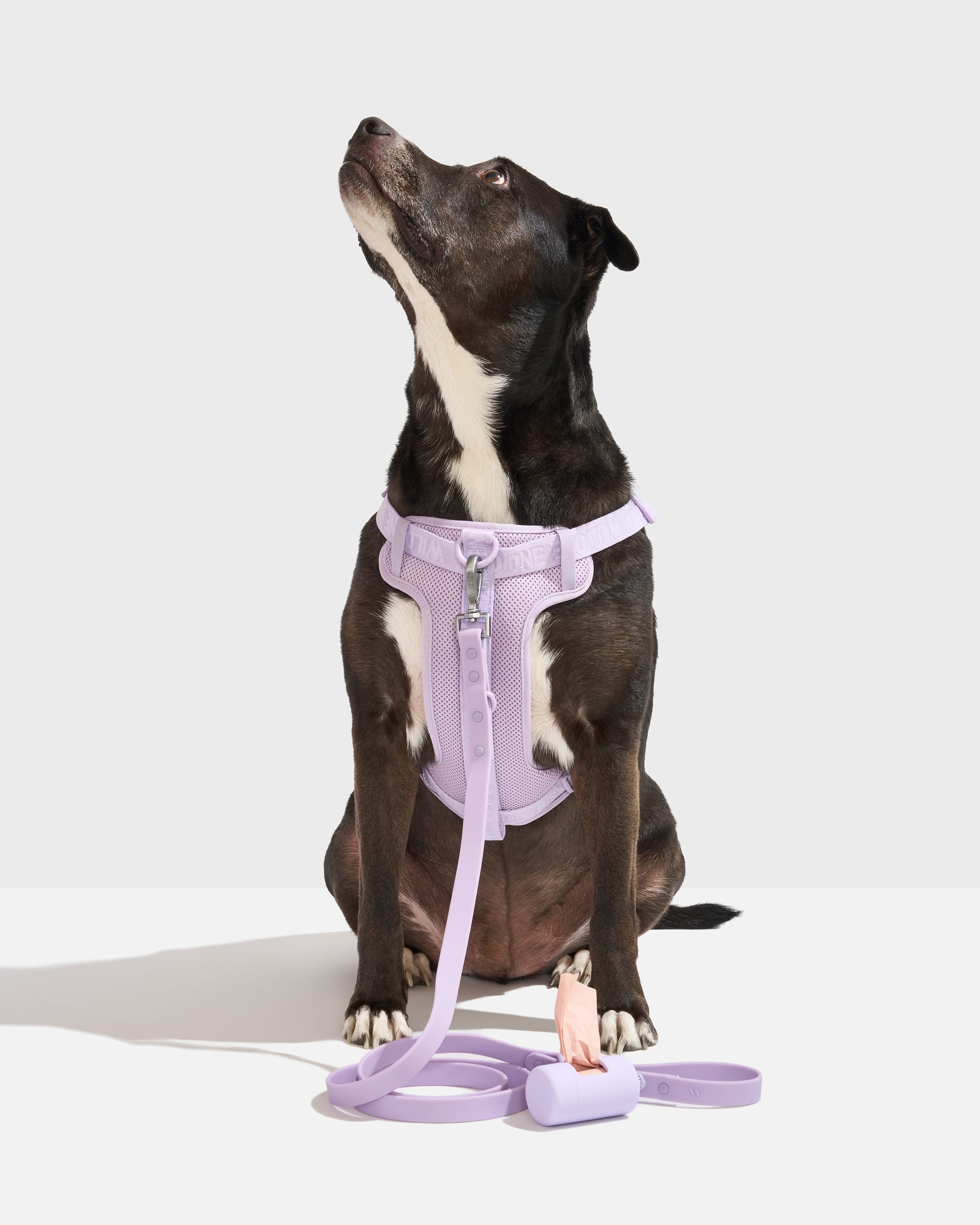 Step-In Harness + Waterproof Leash Dog Walk Kit – Wild One