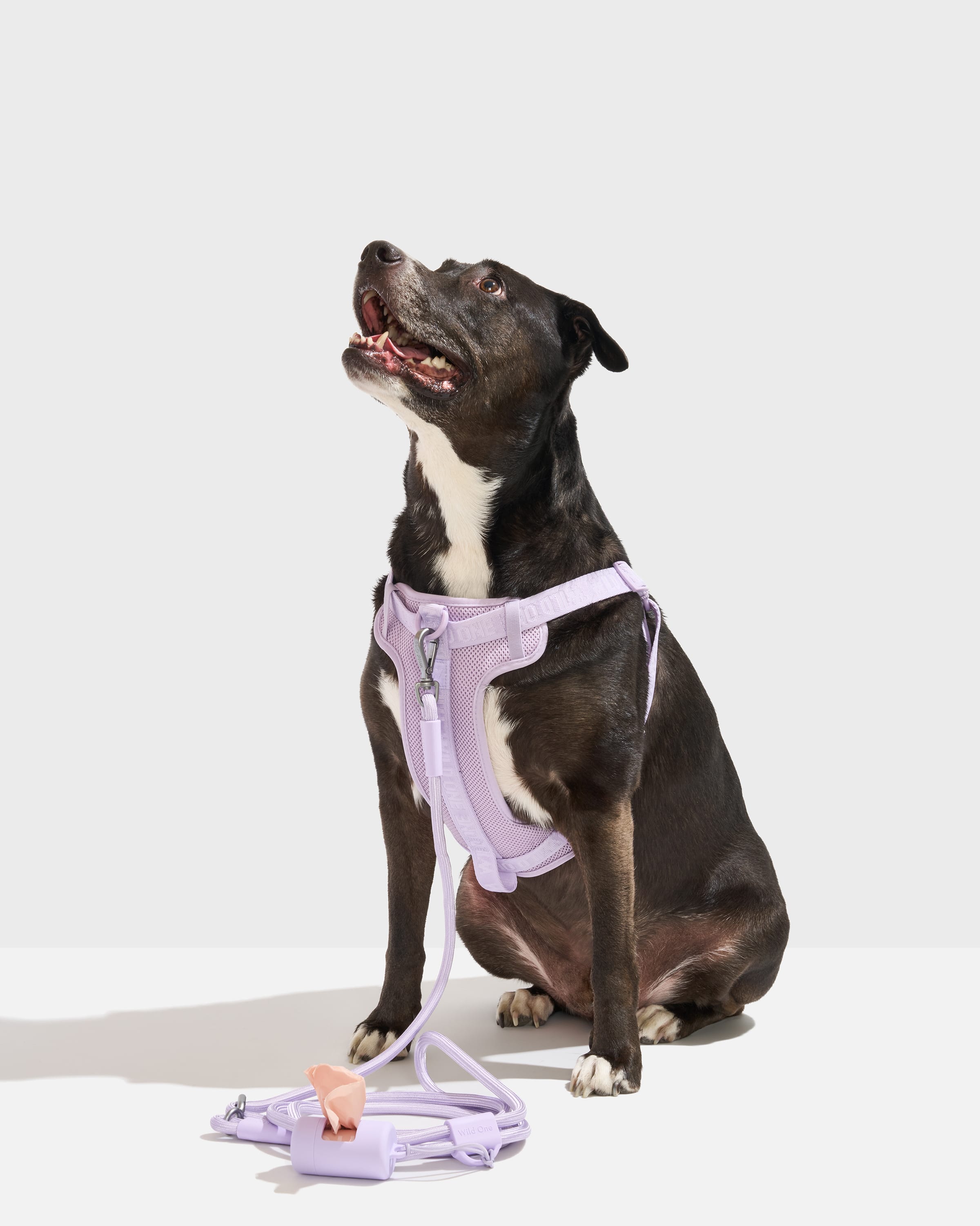 Step-In Harness + Hands-Free Rope Leash Dog Walk Kit – Wild One
