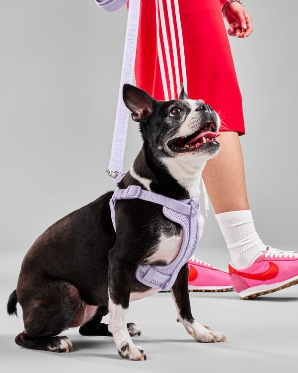 How to Put the Dog Harness on: Easy Step-by-Step Guide
