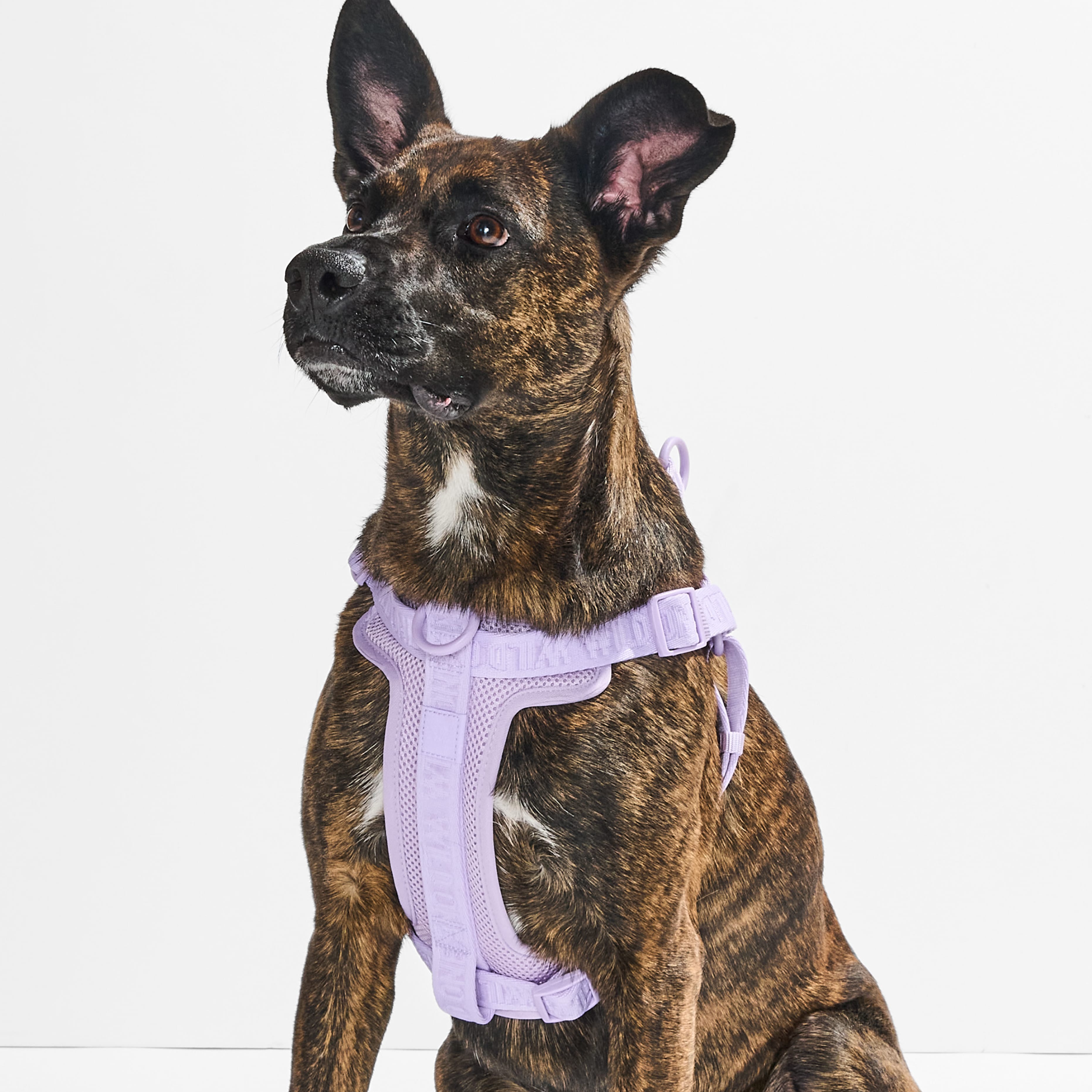 Dog & Cat Harnesses, Collars, Leashes, Toys & Essentials | Wild One