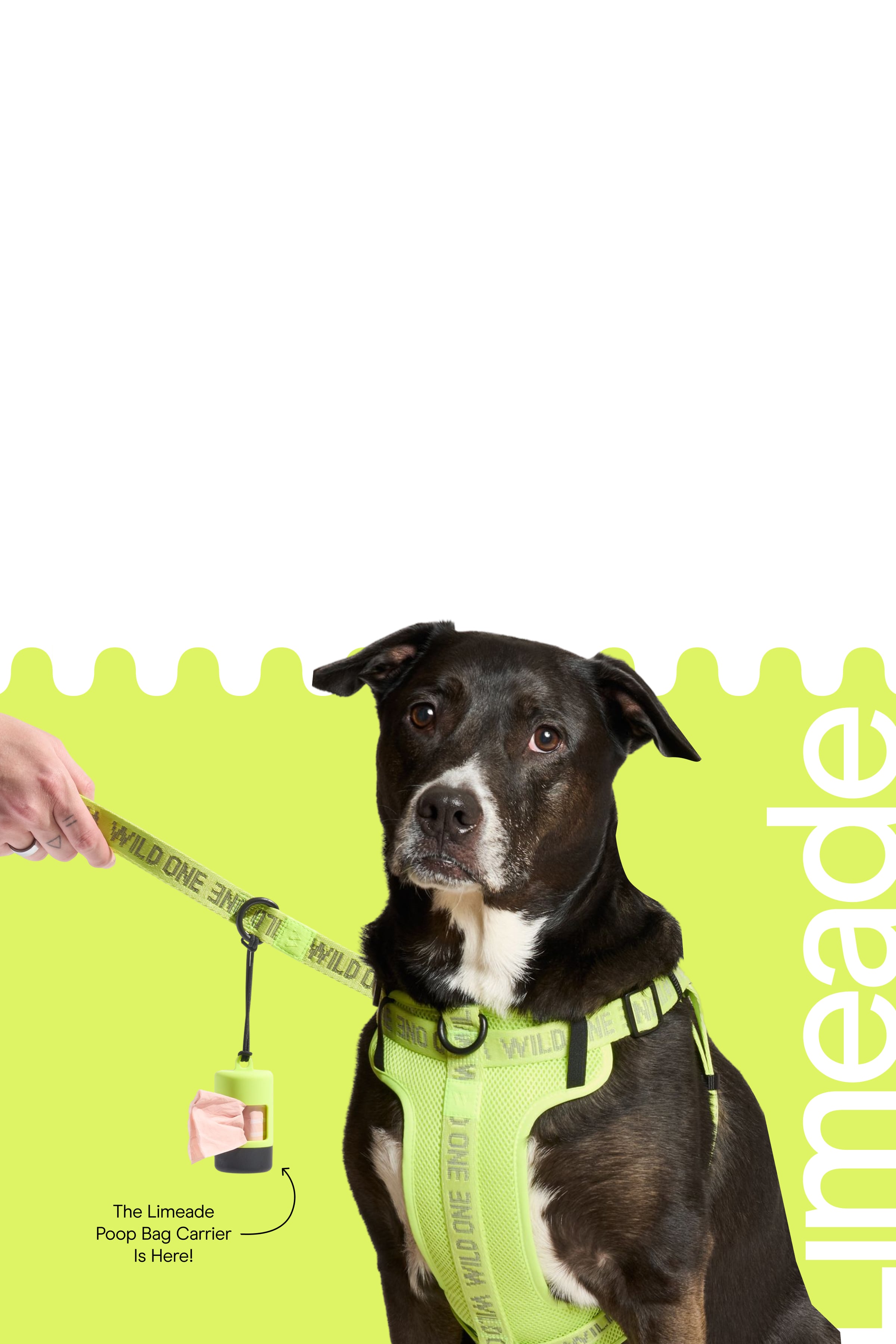 Dog & Cat Harnesses, Collars, Leashes, Toys & Essentials | Wild One