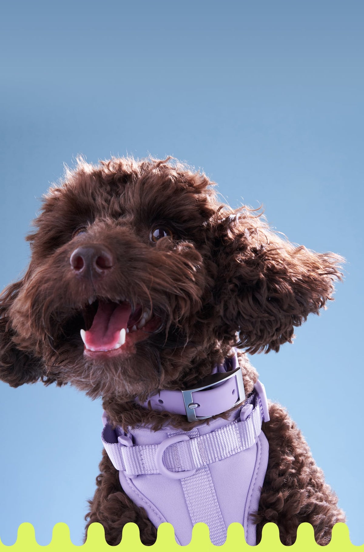 Harness or Collar?