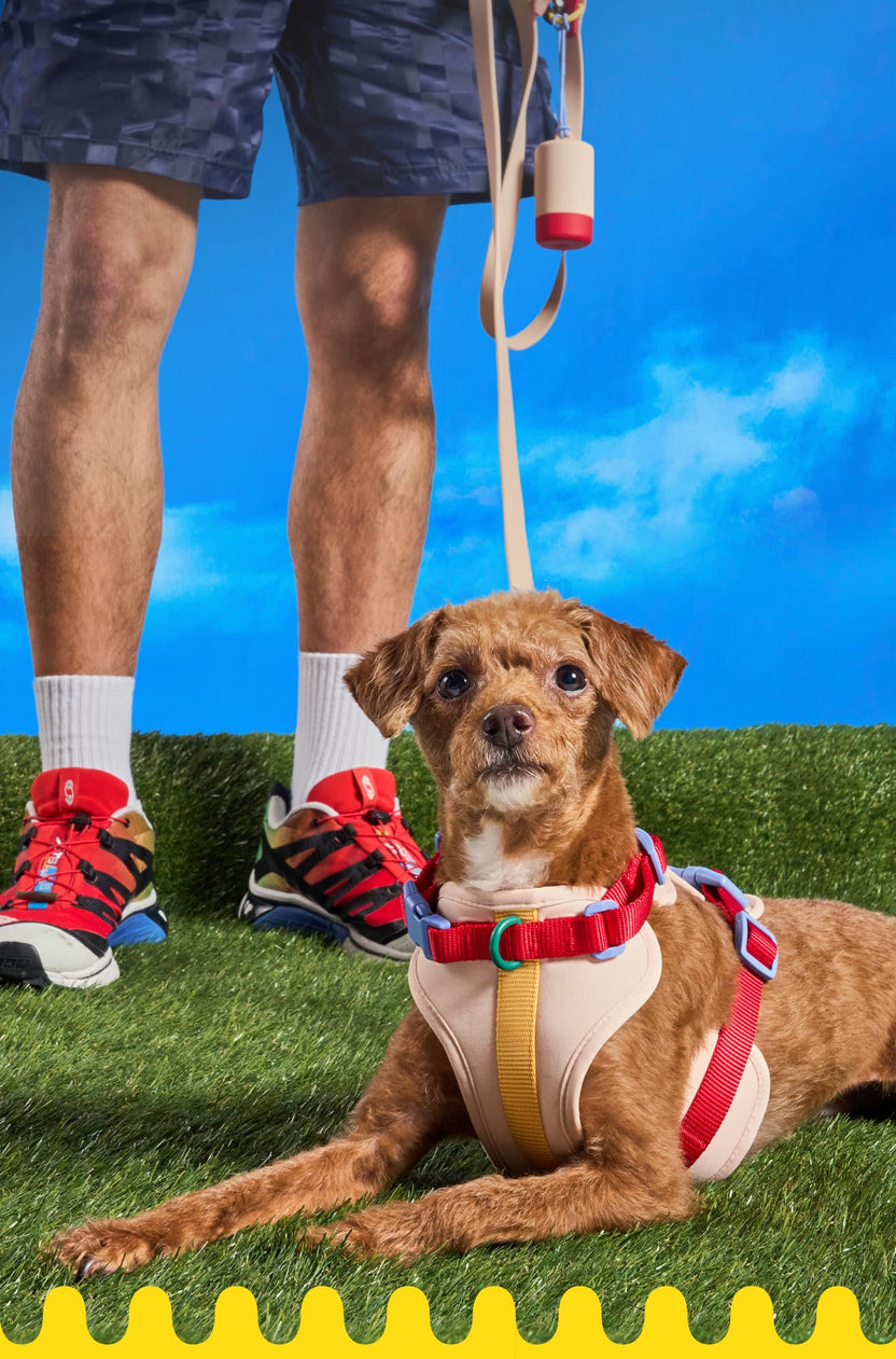 Dog Walk Kits – Wild One