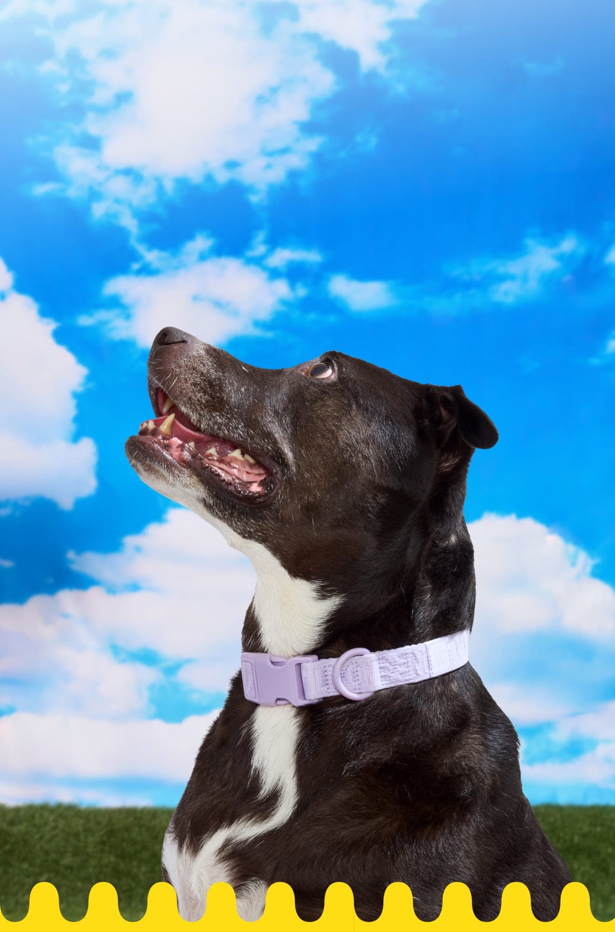 The Quick-Release Collar