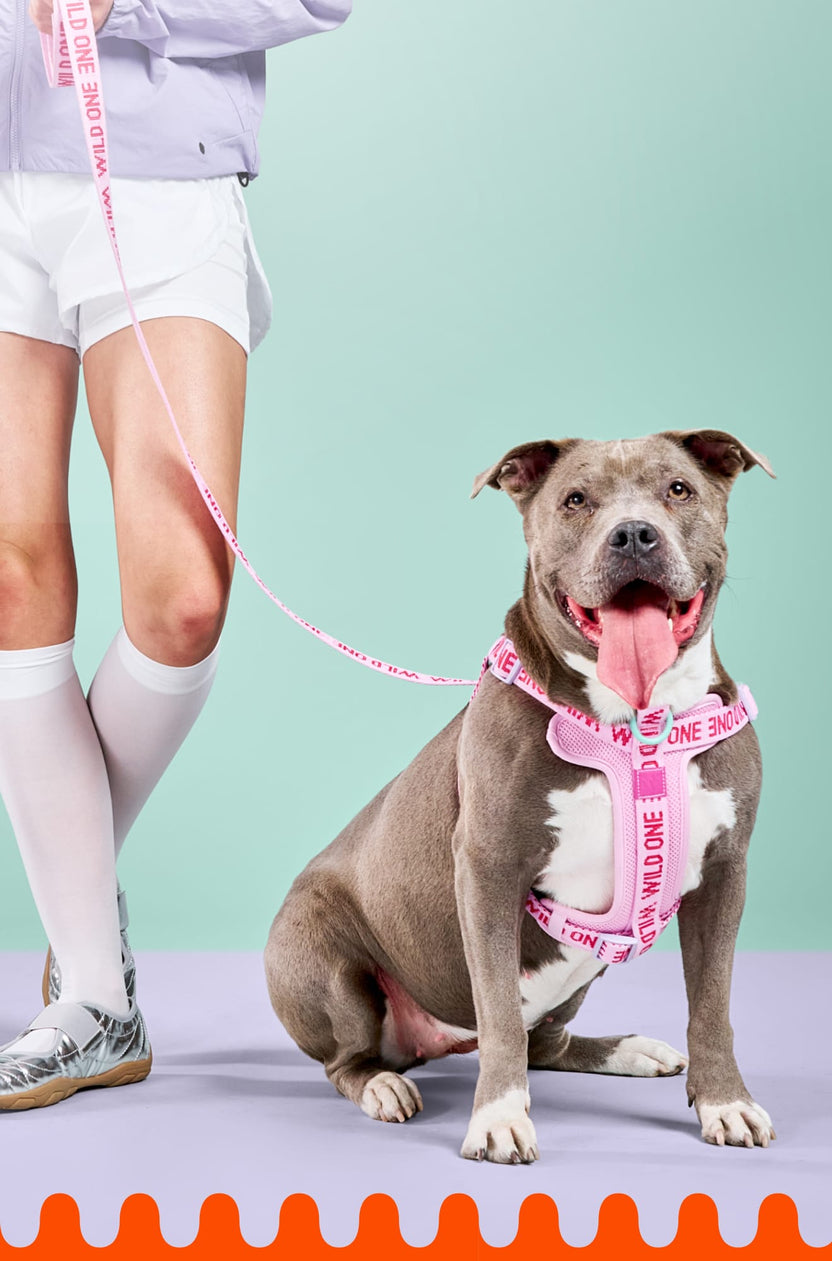 Dog Walk Kits – Wild One