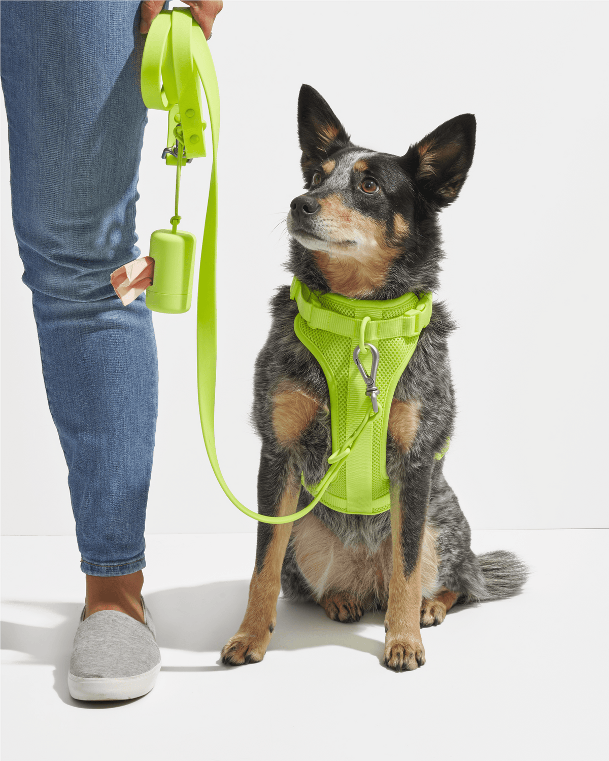How to Clean Dog Leashes: Expert Tips for Pet Owners