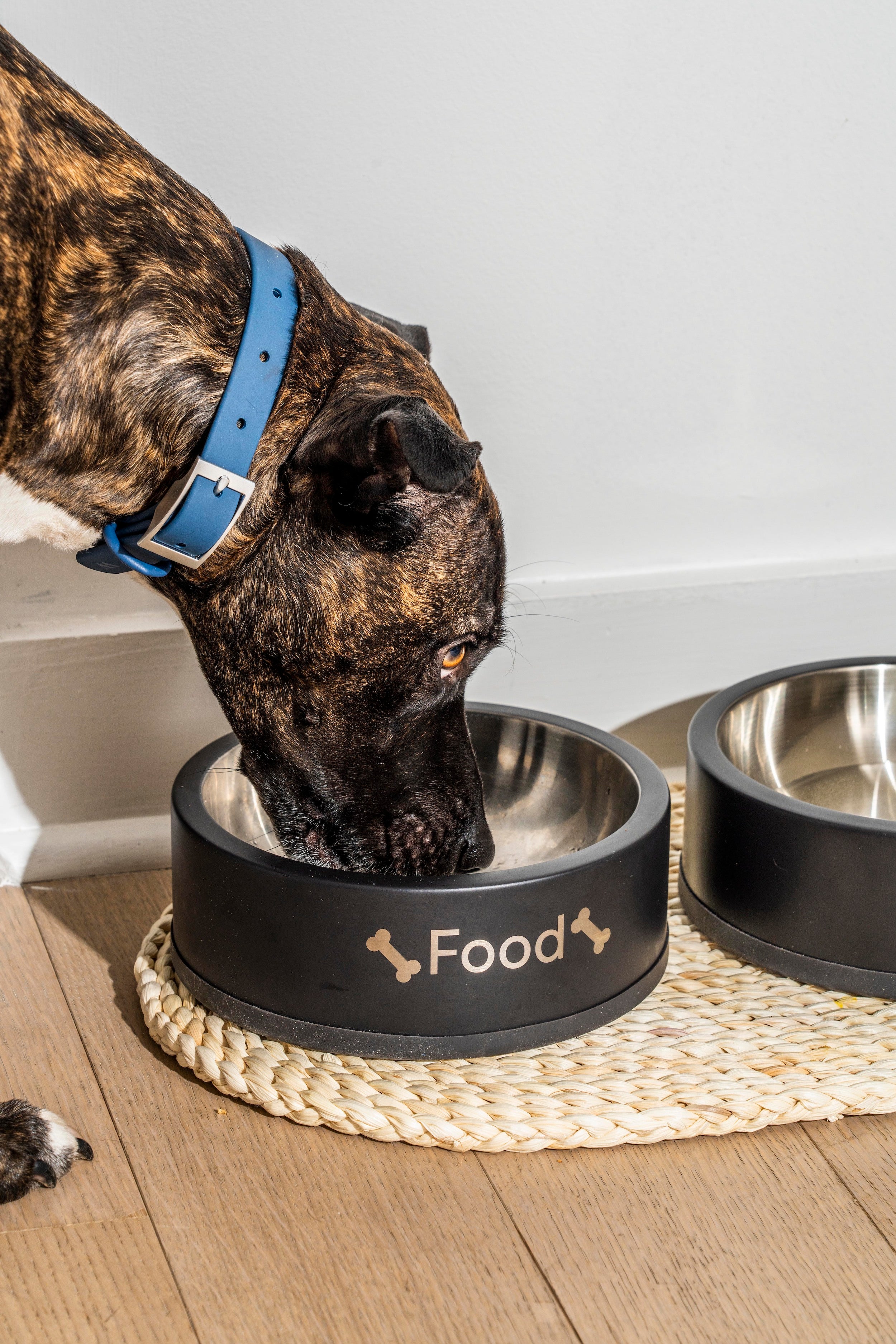 These Best Dog Bowls Dish It Up For Your Pups – Wild One