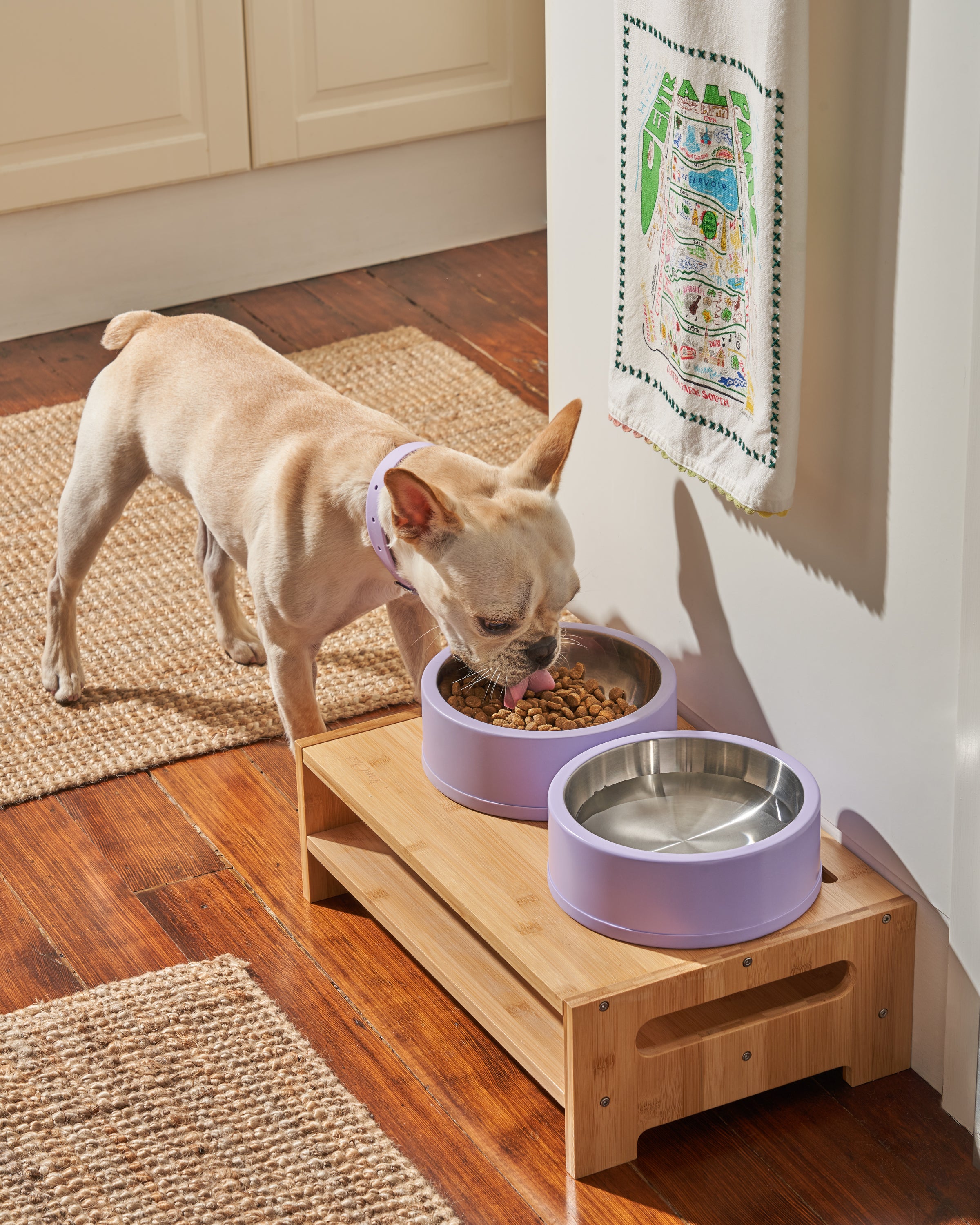 Washington Nationals 20oz. Personalized Pet Bowl - White