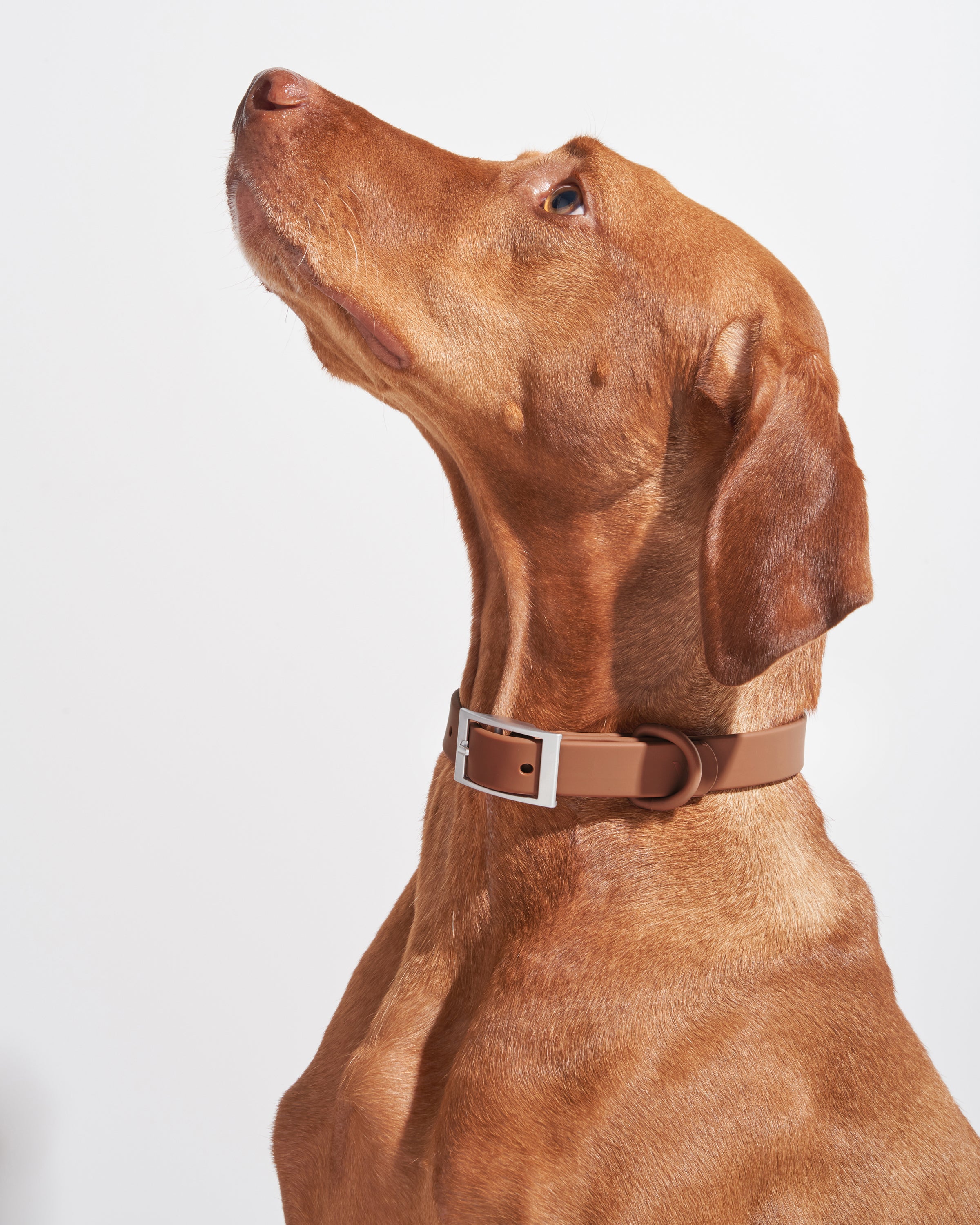 Wild one dog collar on sale
