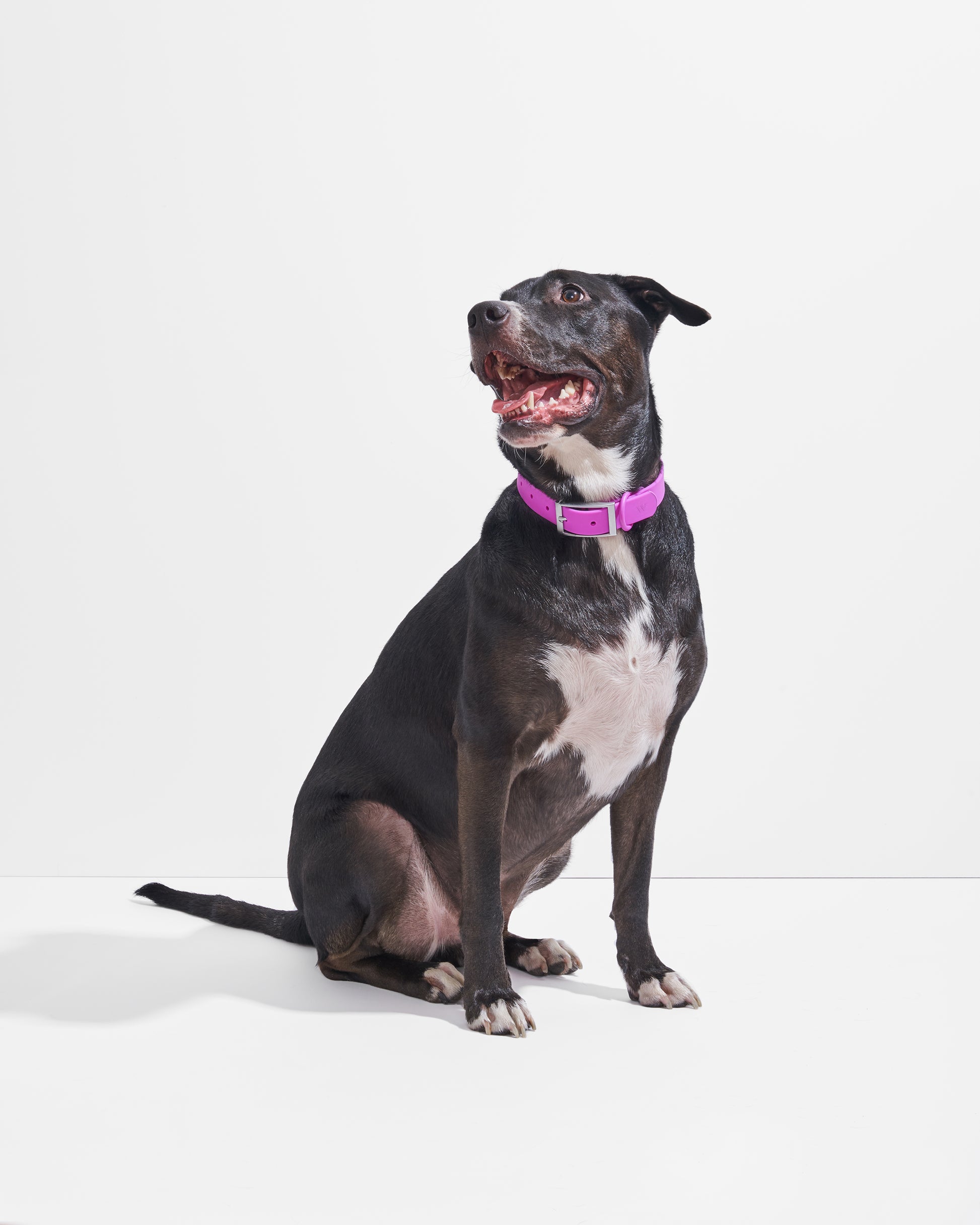 Orchid | Dempsey, Lab Pit Mix, 55 lbs, Wearing L