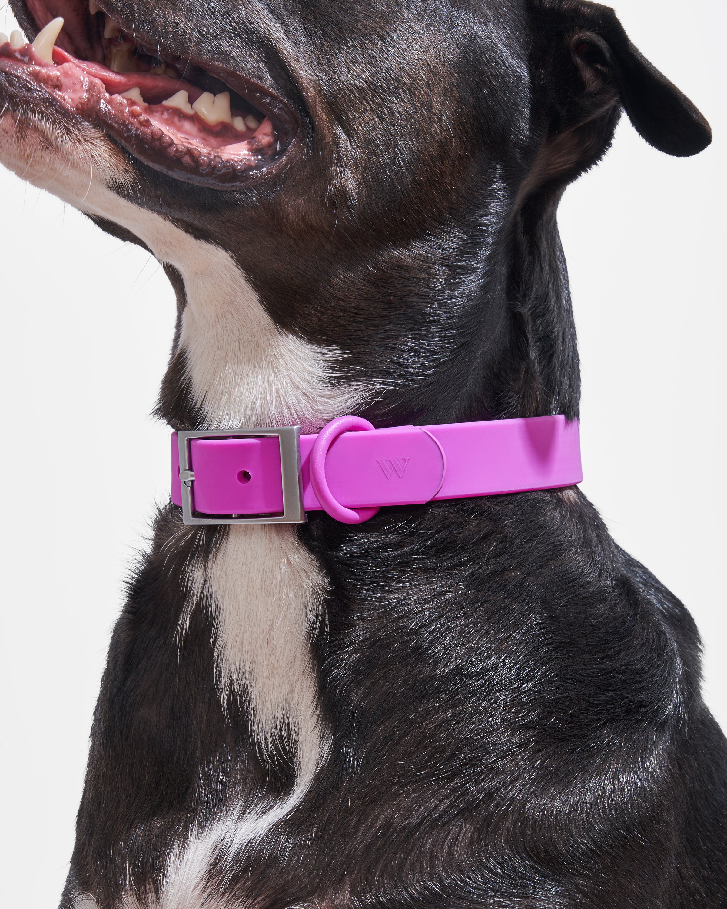 Wild One Lilac Dog Collar, Large