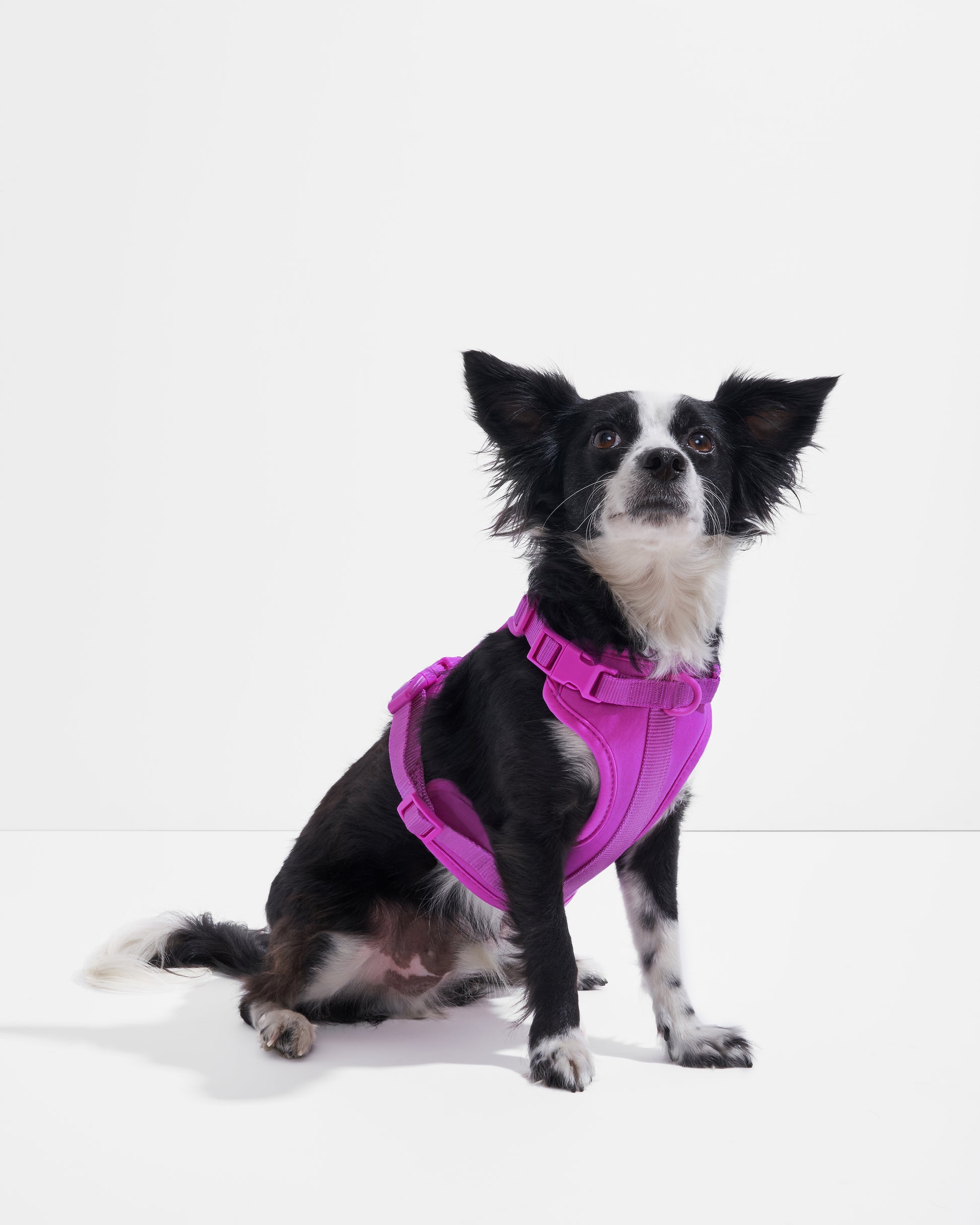Orchid | Tito, Mini Border Collie Chihuahua Mix, Wearing XS Harness