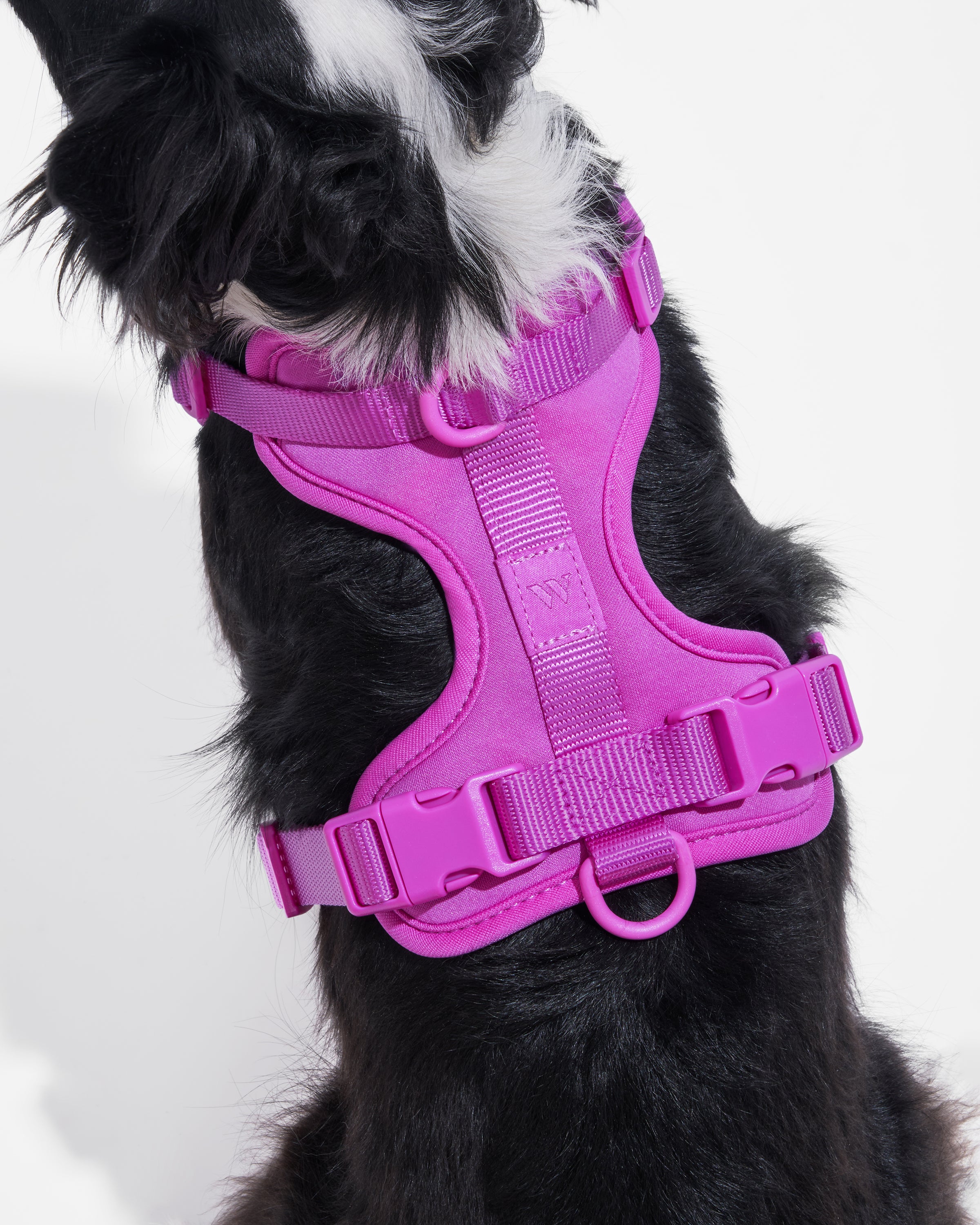 Wild One - Dog Leash - Pink - Standard
