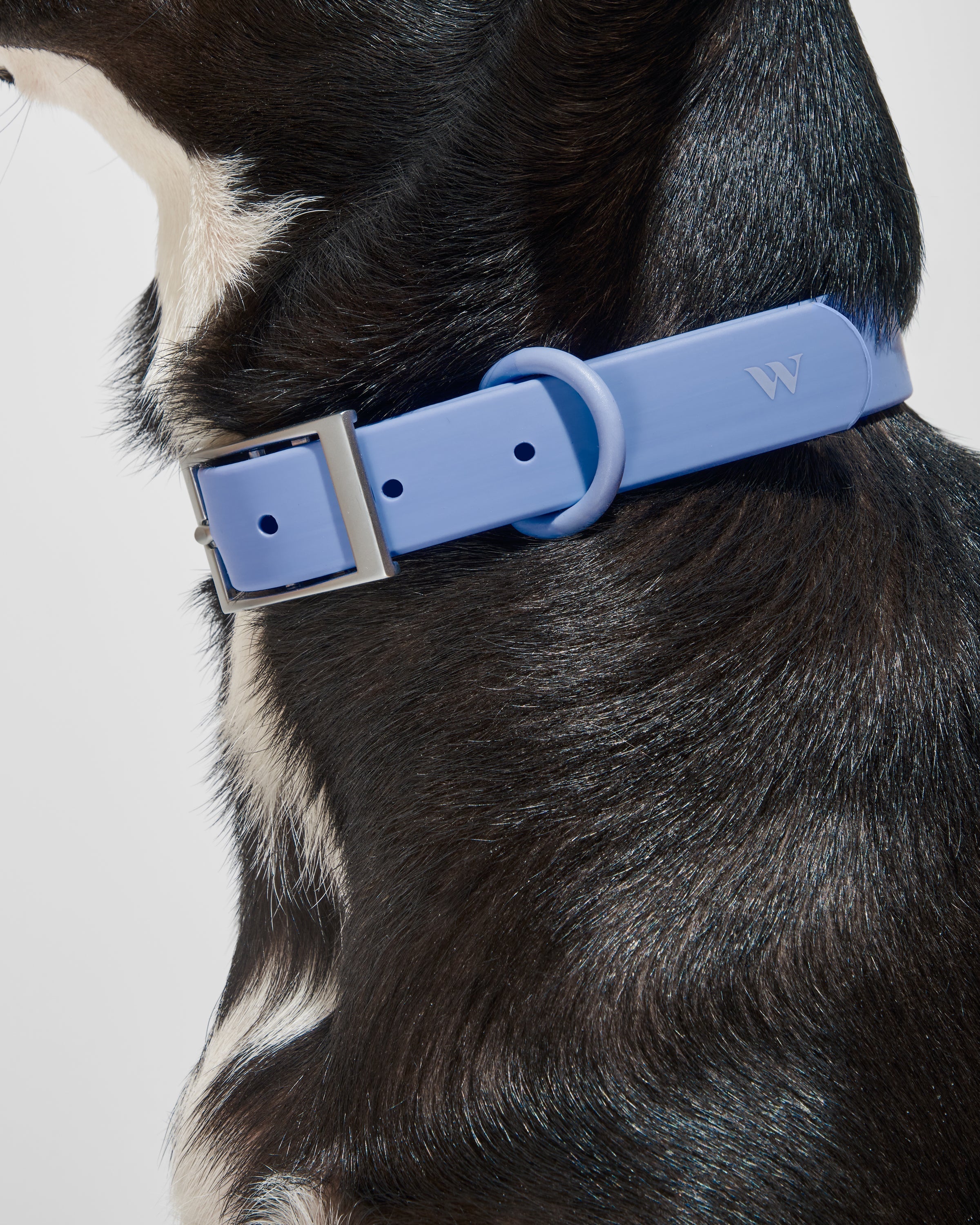 Dog Collar | Comfortable, Easy-Clean, All Weather Flex-Poly Strap with Metal Buckle & Steel D-Ring | Dirt & Odor Resistant (Blaze, Small Dog - Up to 25 lbs) | Wild One