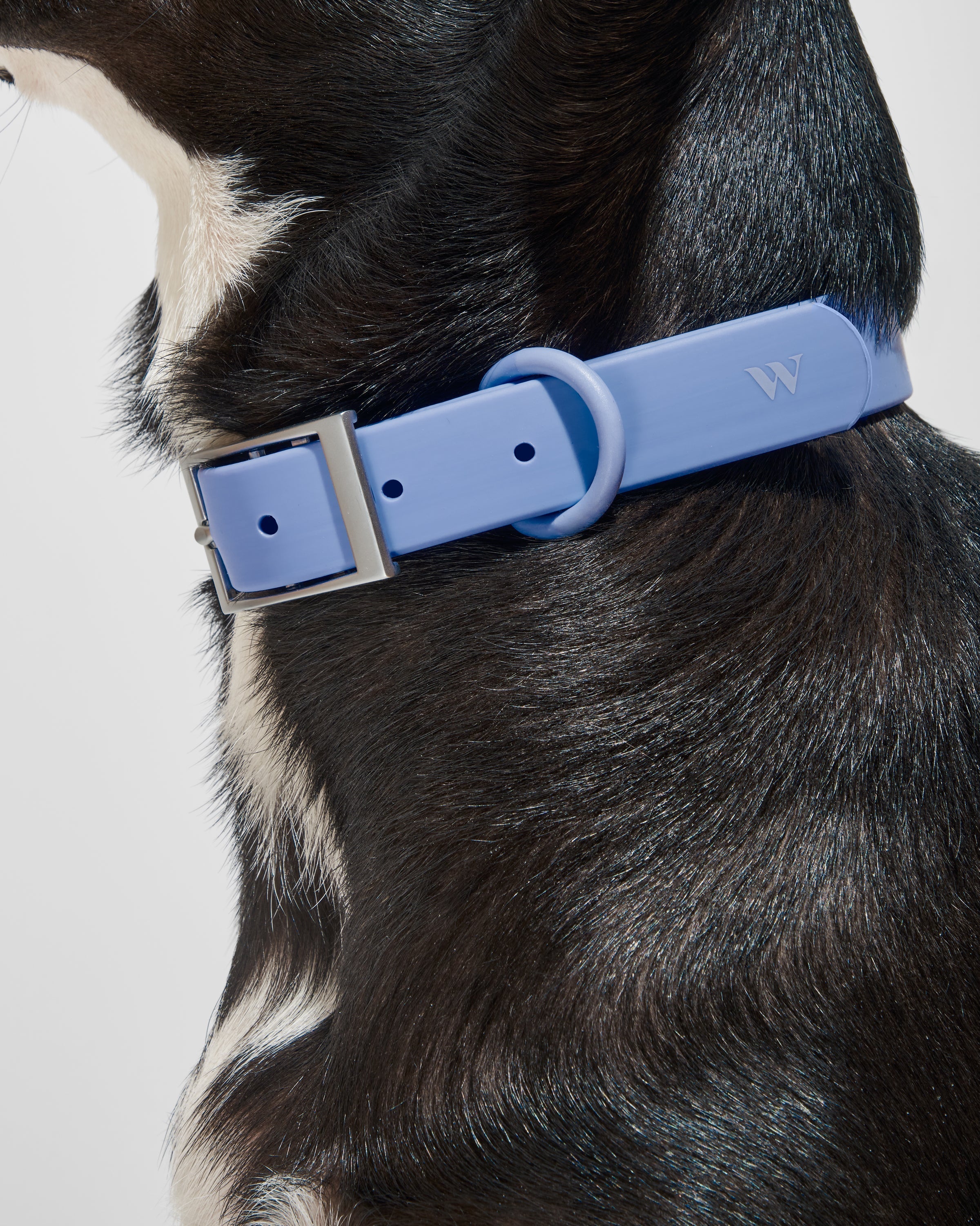 Leash and collar in one cheap