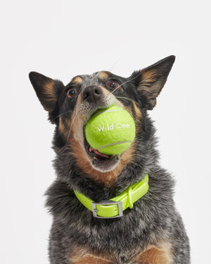 Wild One Tennis Tumble Dog Toy - Tan