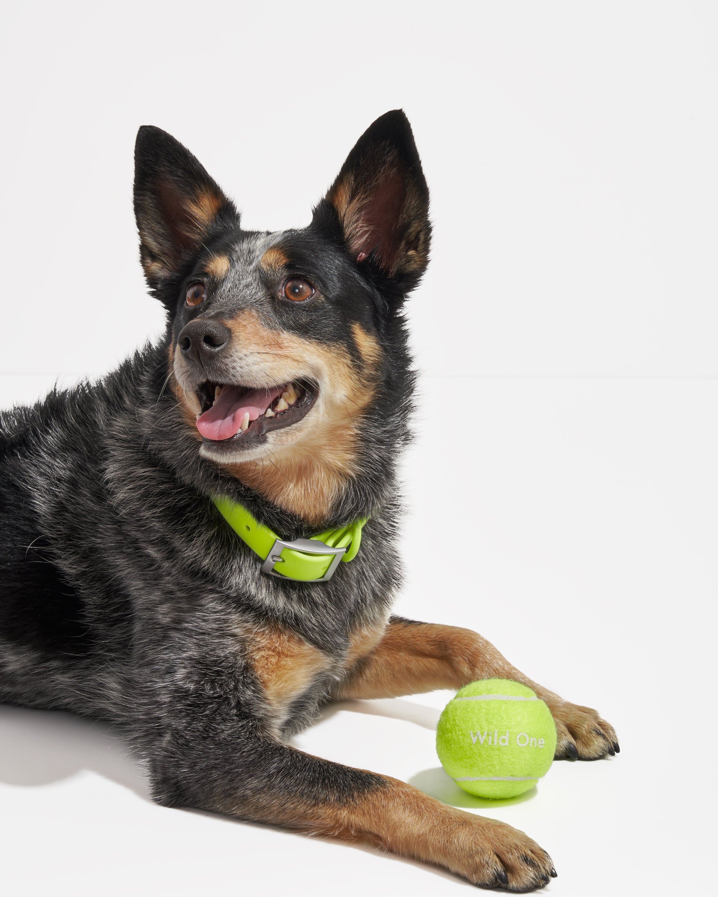 Dog friendly 2025 tennis balls